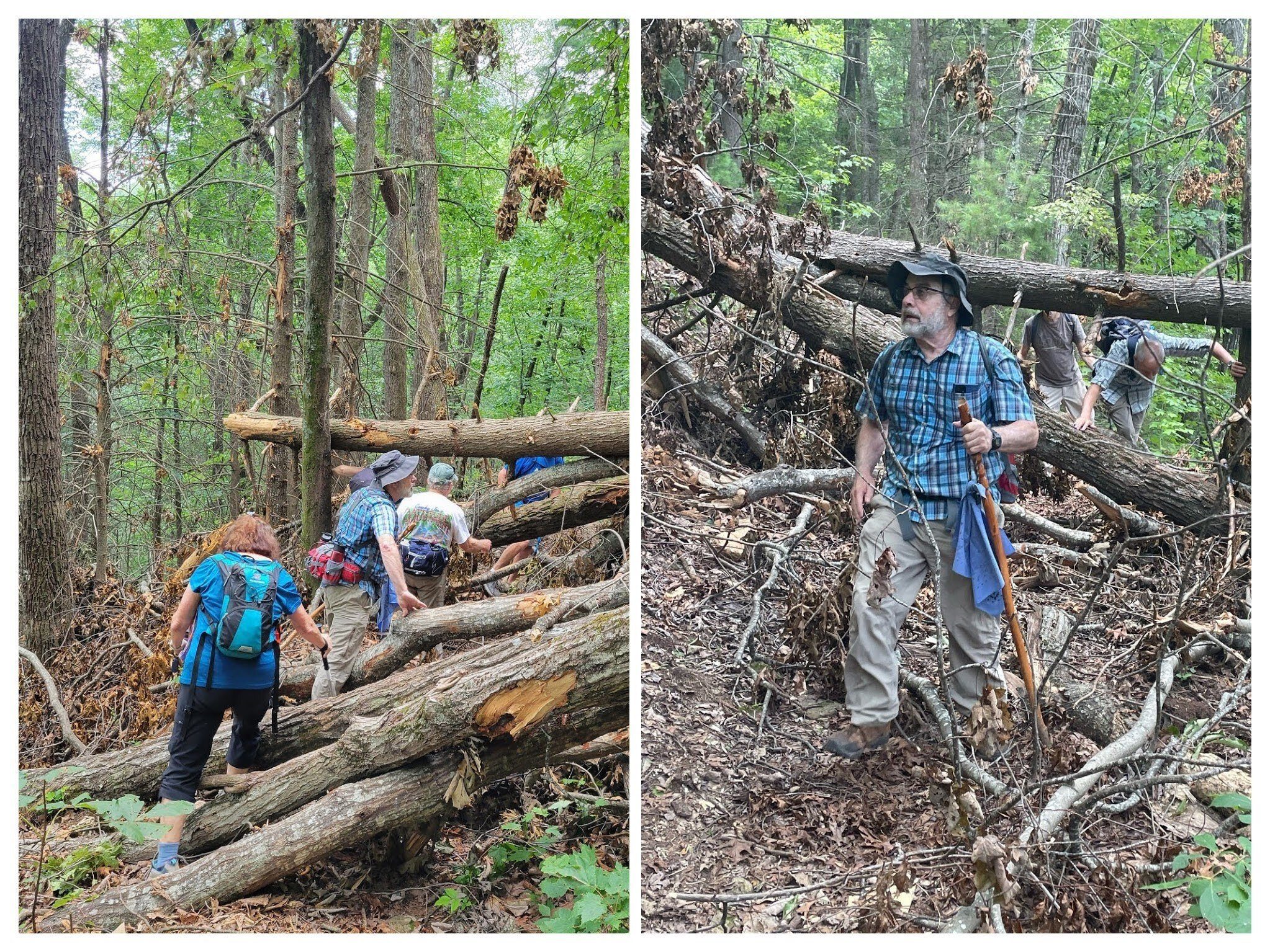 Lots of deadfall heading down Dockery Lake Trail.
