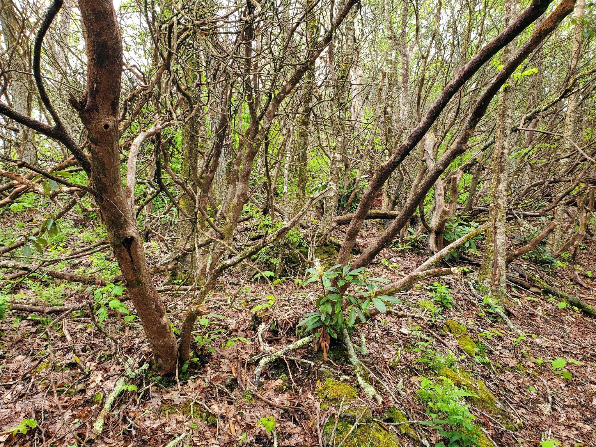 What's going on with these bare Rhododendron?  Fire perhaps.