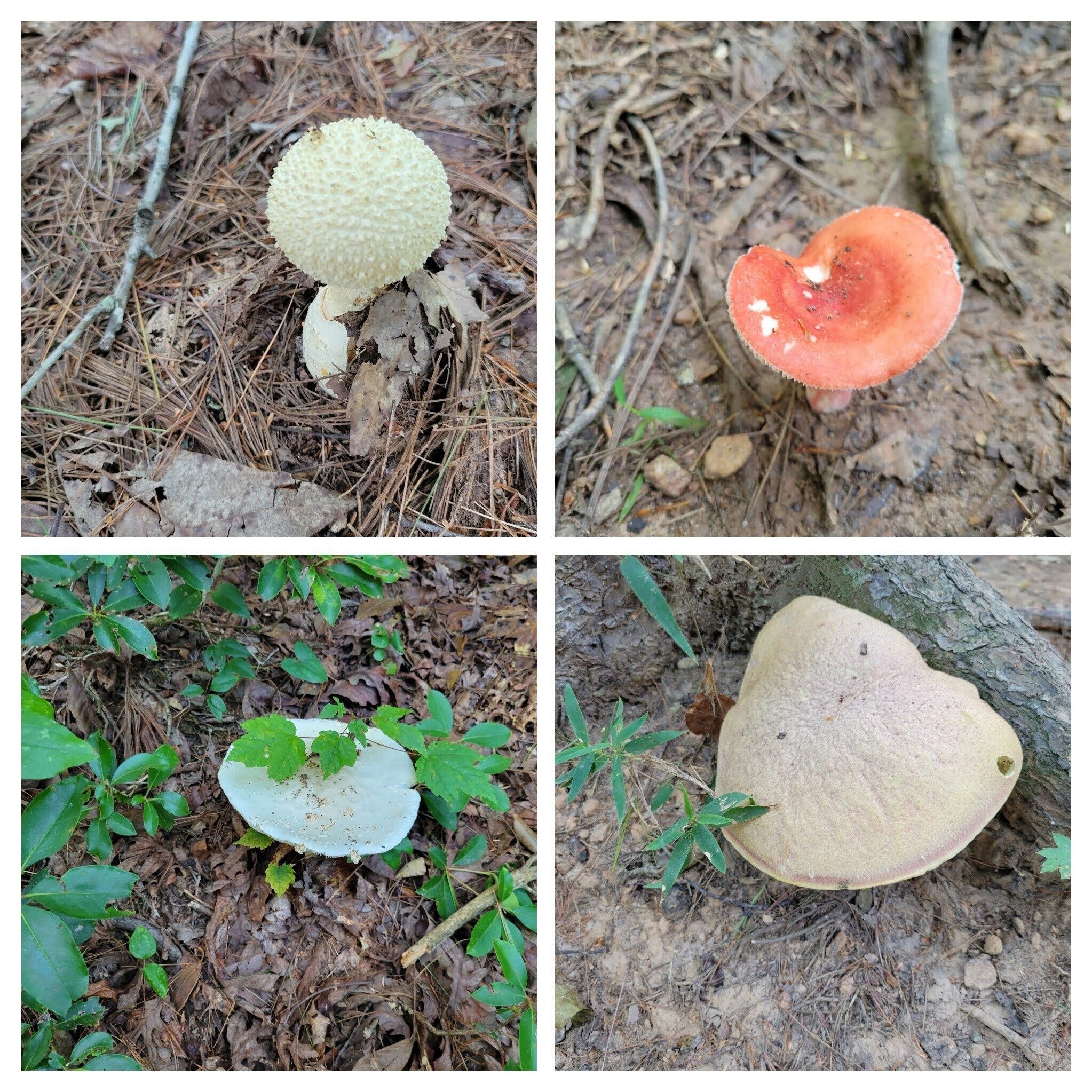 Just a few mushrooms today.