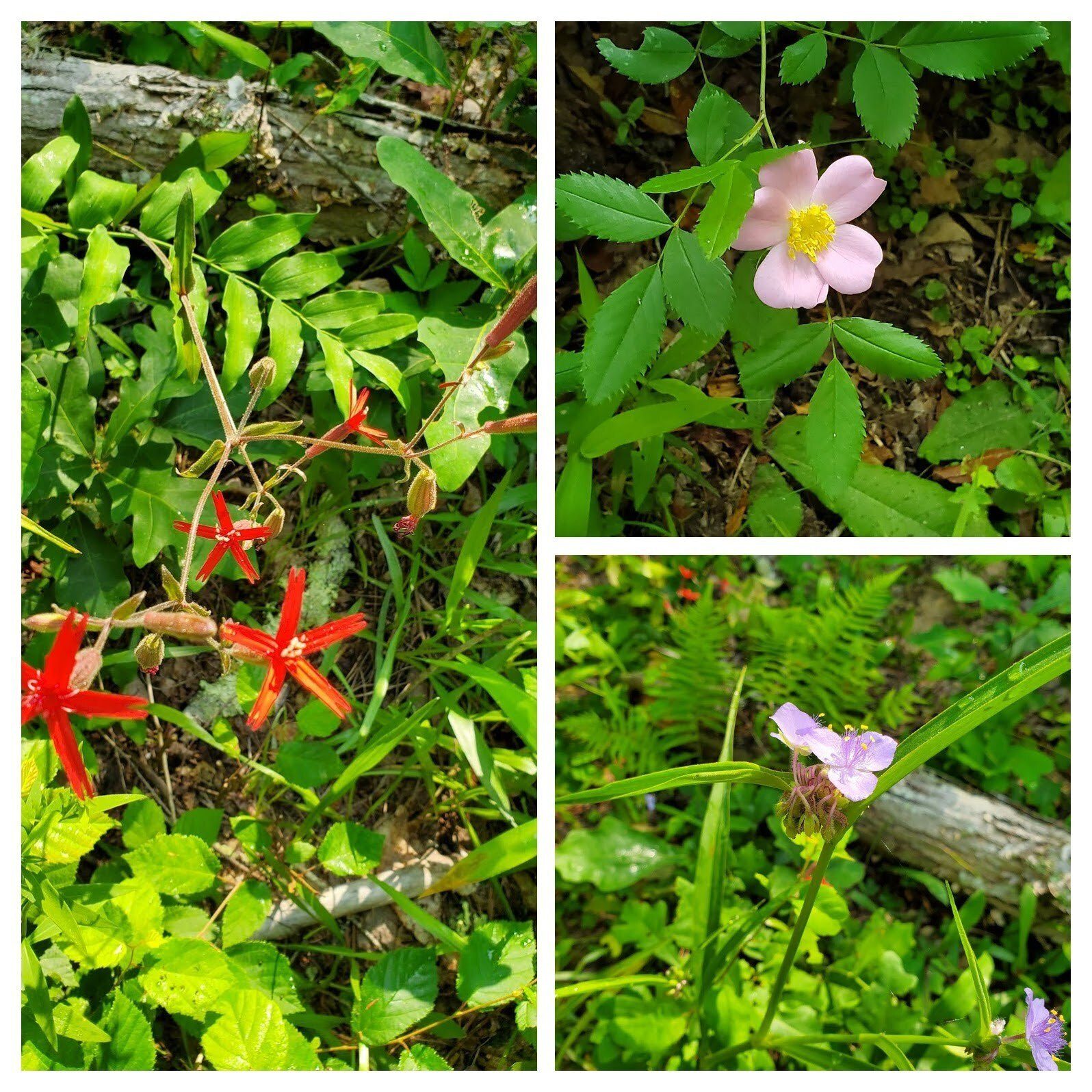 More wildflowers: L-Fire Pink; UR-Carolina Rose; LR-Spiderwort