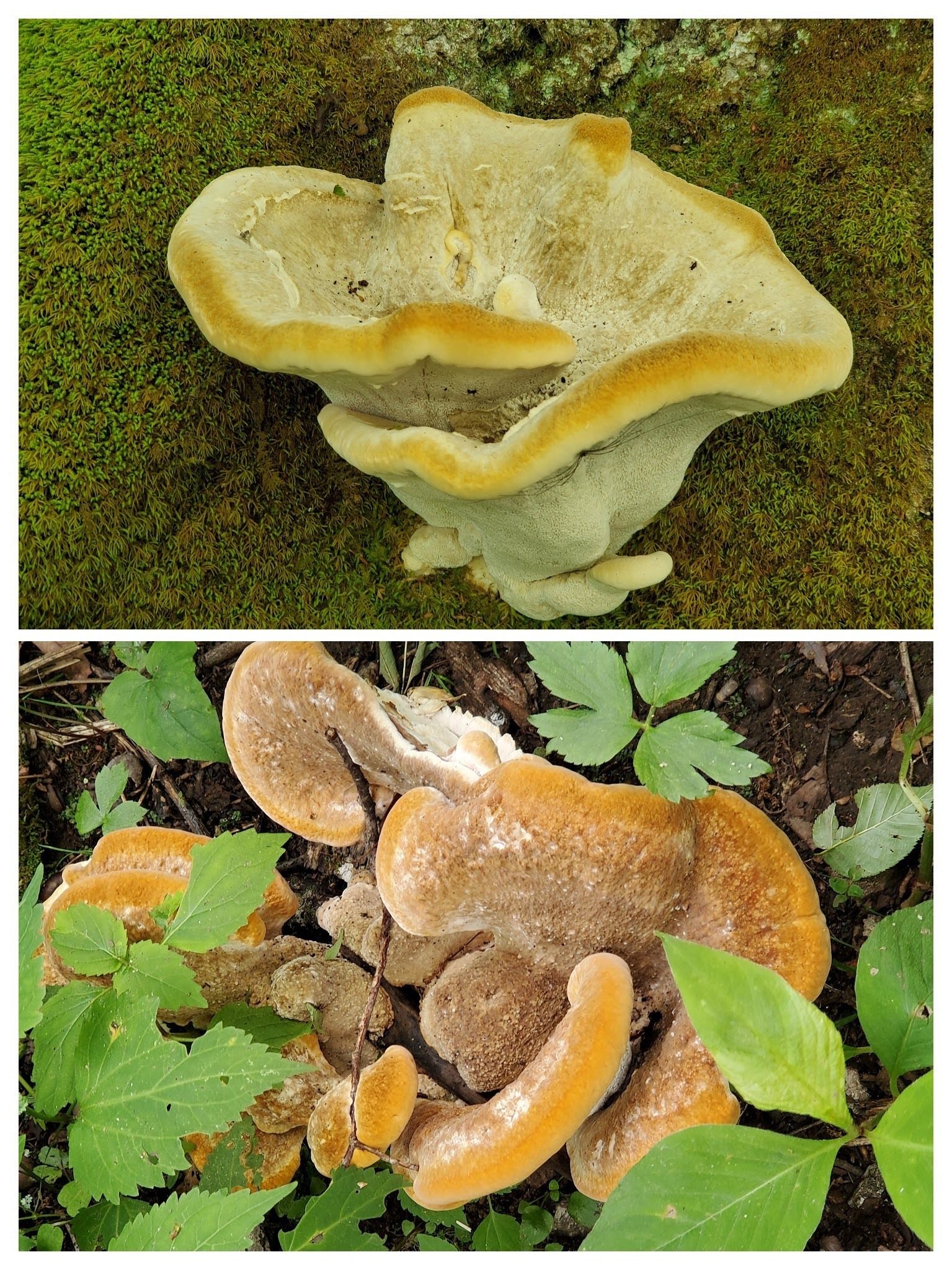 These fungi were ~12 inches across.