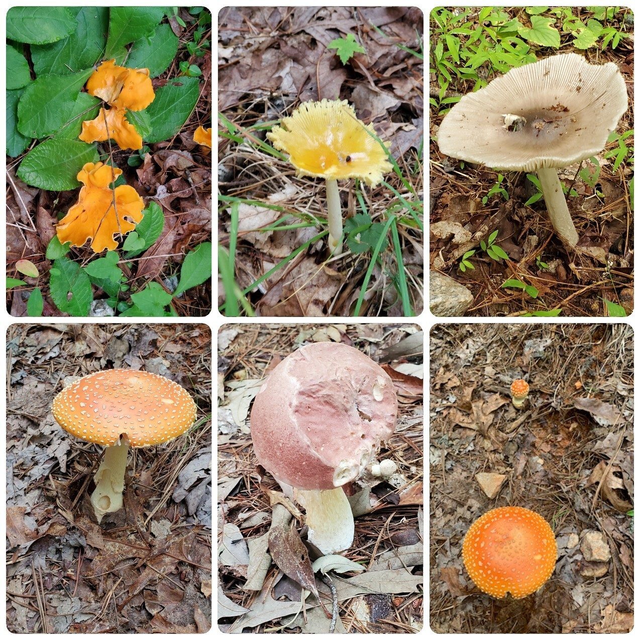 Lots of mushrooms today, all types of colors, shapes and sizes.