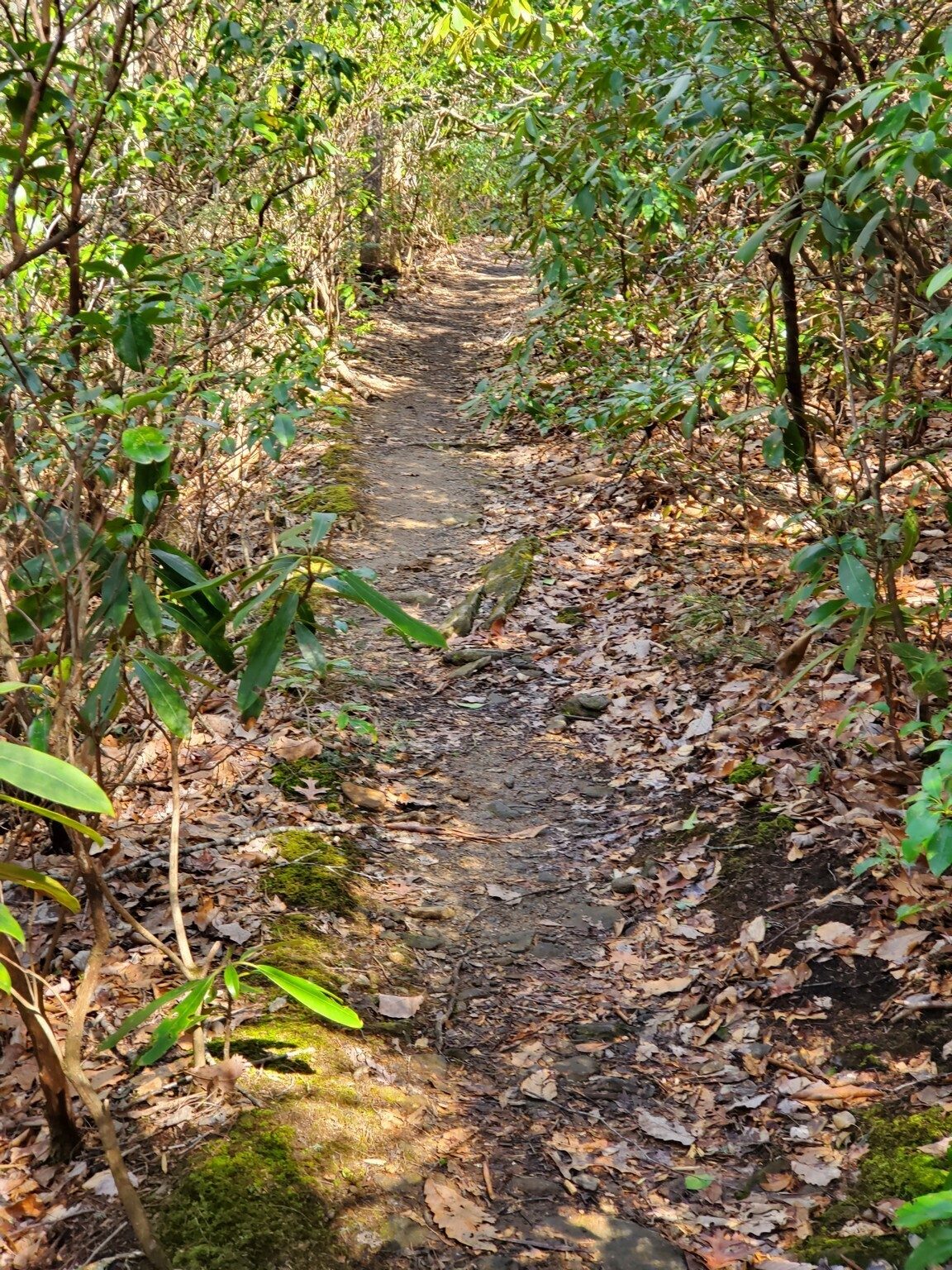 Our last leg on the Slaughter Creek Trail included a section through a "Rhododendron tunnel."