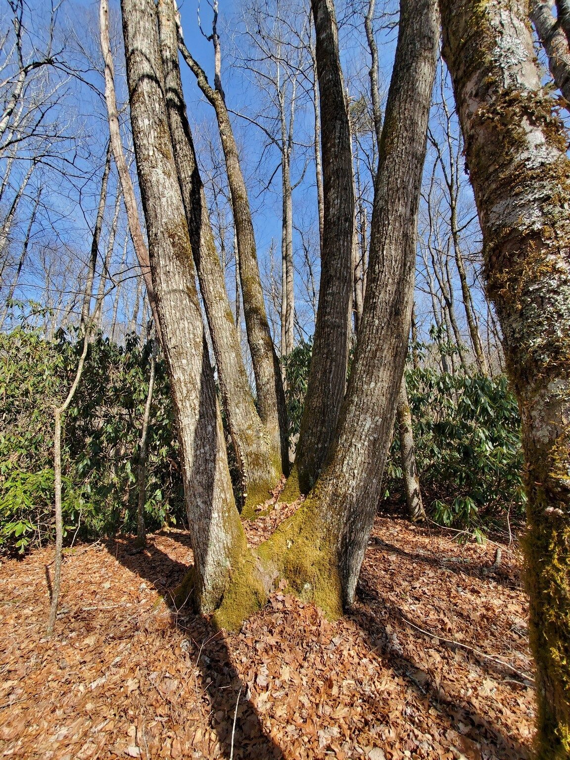 An interesting large 5-trunked tree at the end of the hike.