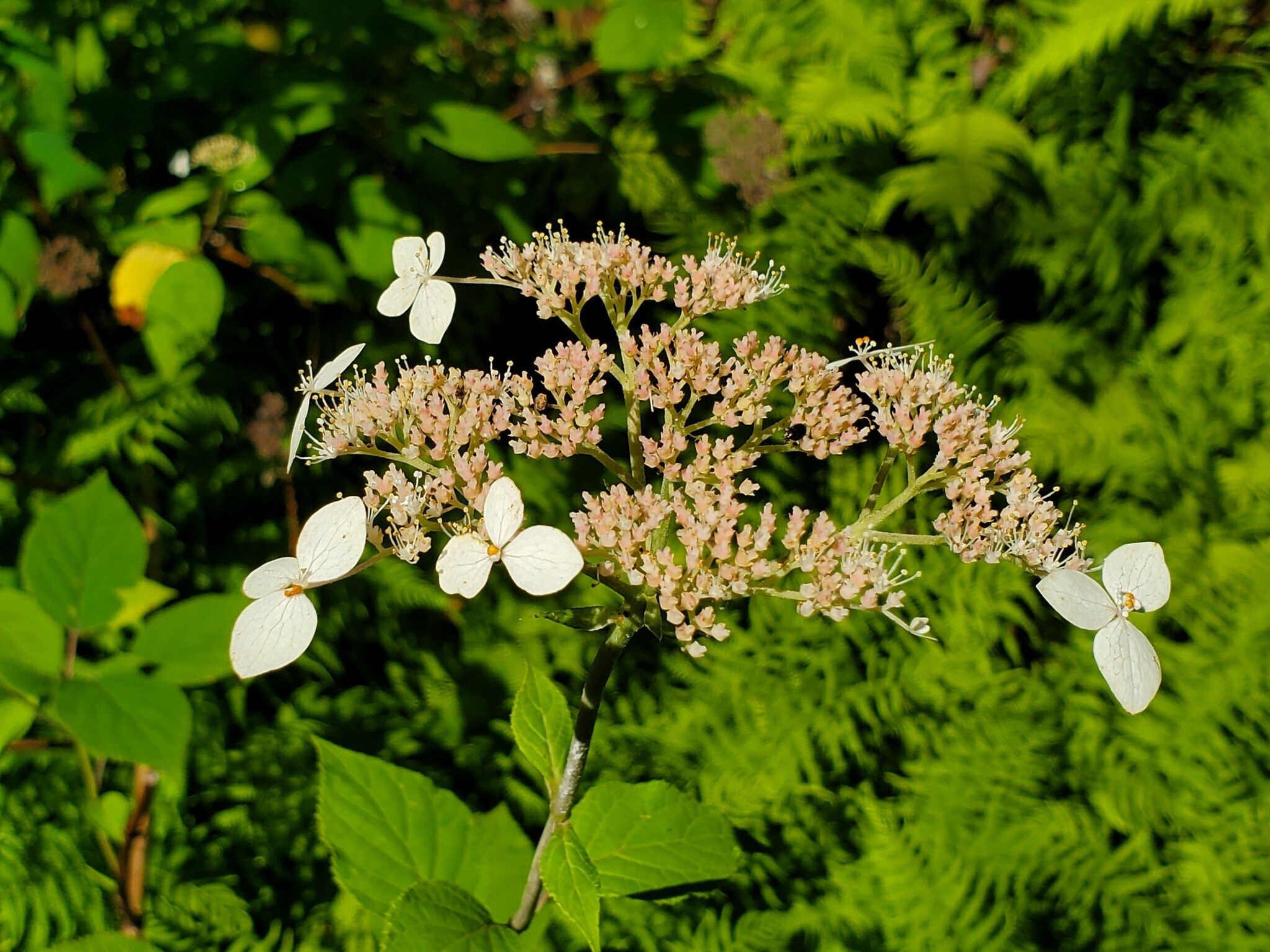 Lots of Native Hydrangea partially blooming along the way..