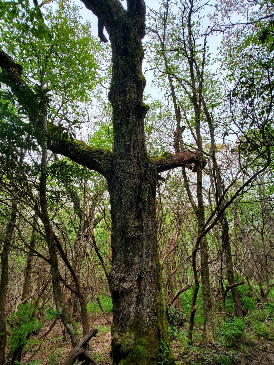 Or perhaps the "animated" tree would spook you, too.