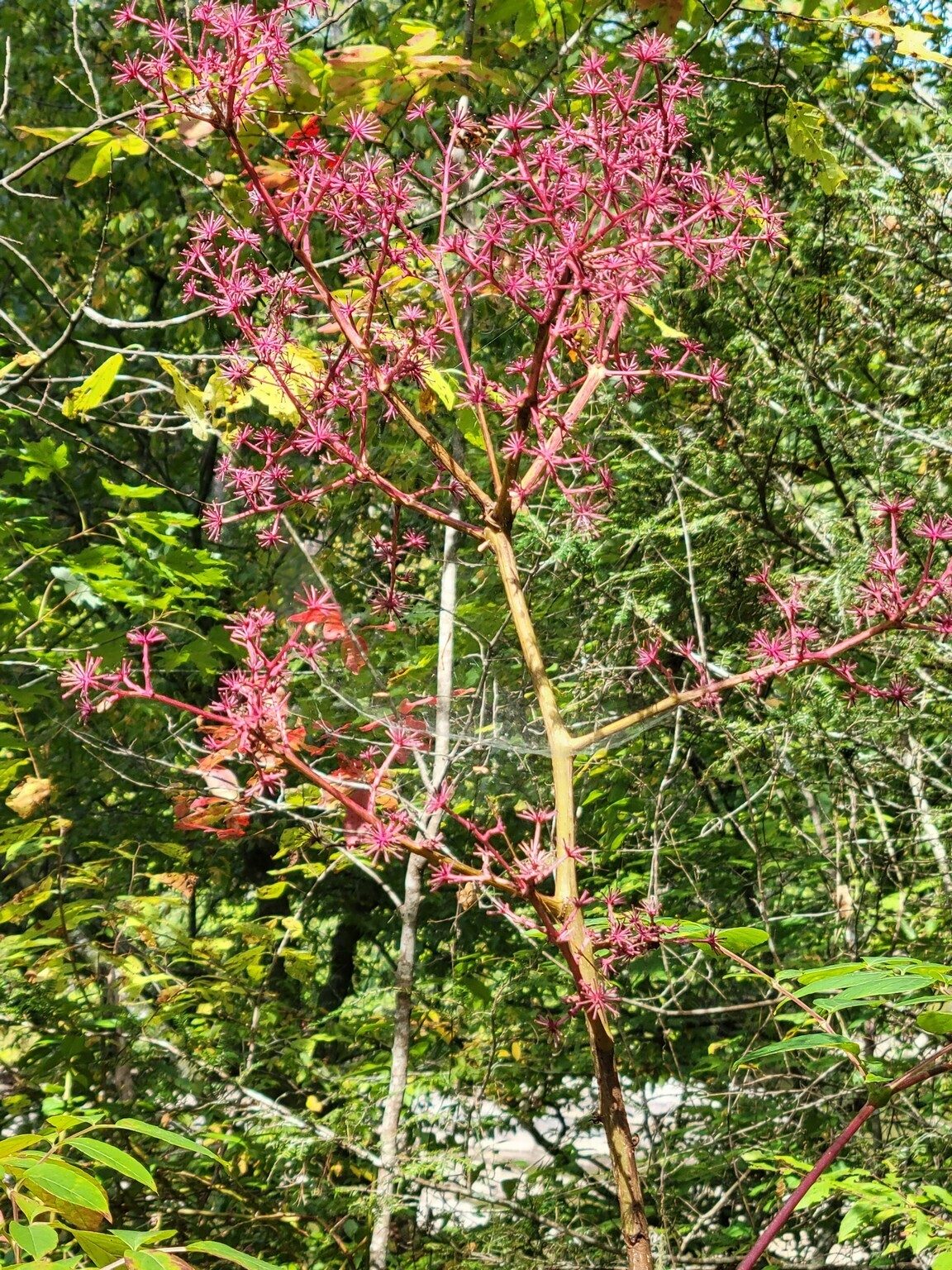 I believe Jane Brown pointed out the pretty fall color of this Devil's Walking Stick.