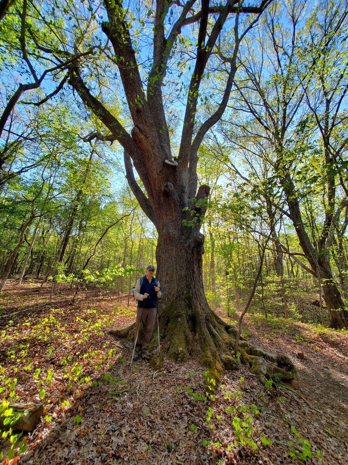 A really large oak along the first part of our hike.