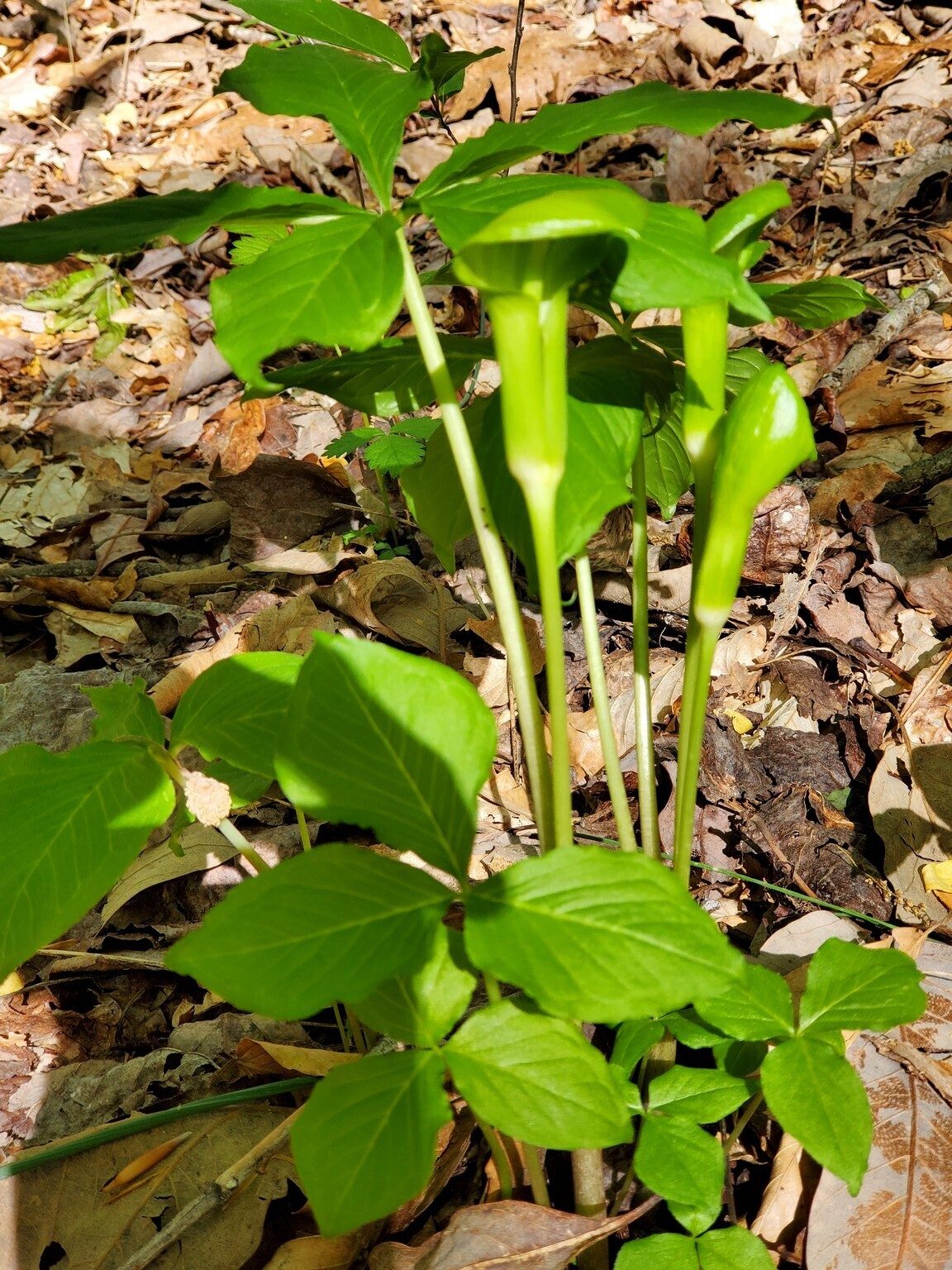 A nice cluster of Jack-in-the-Pulpits.