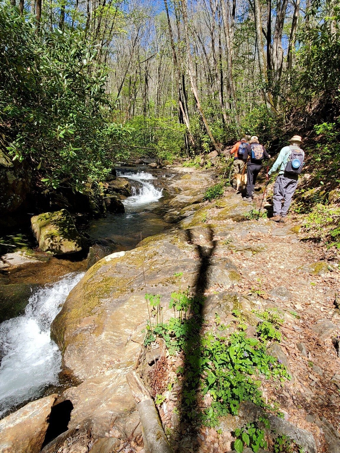 A walk right along Kimsey Creek in some sections,