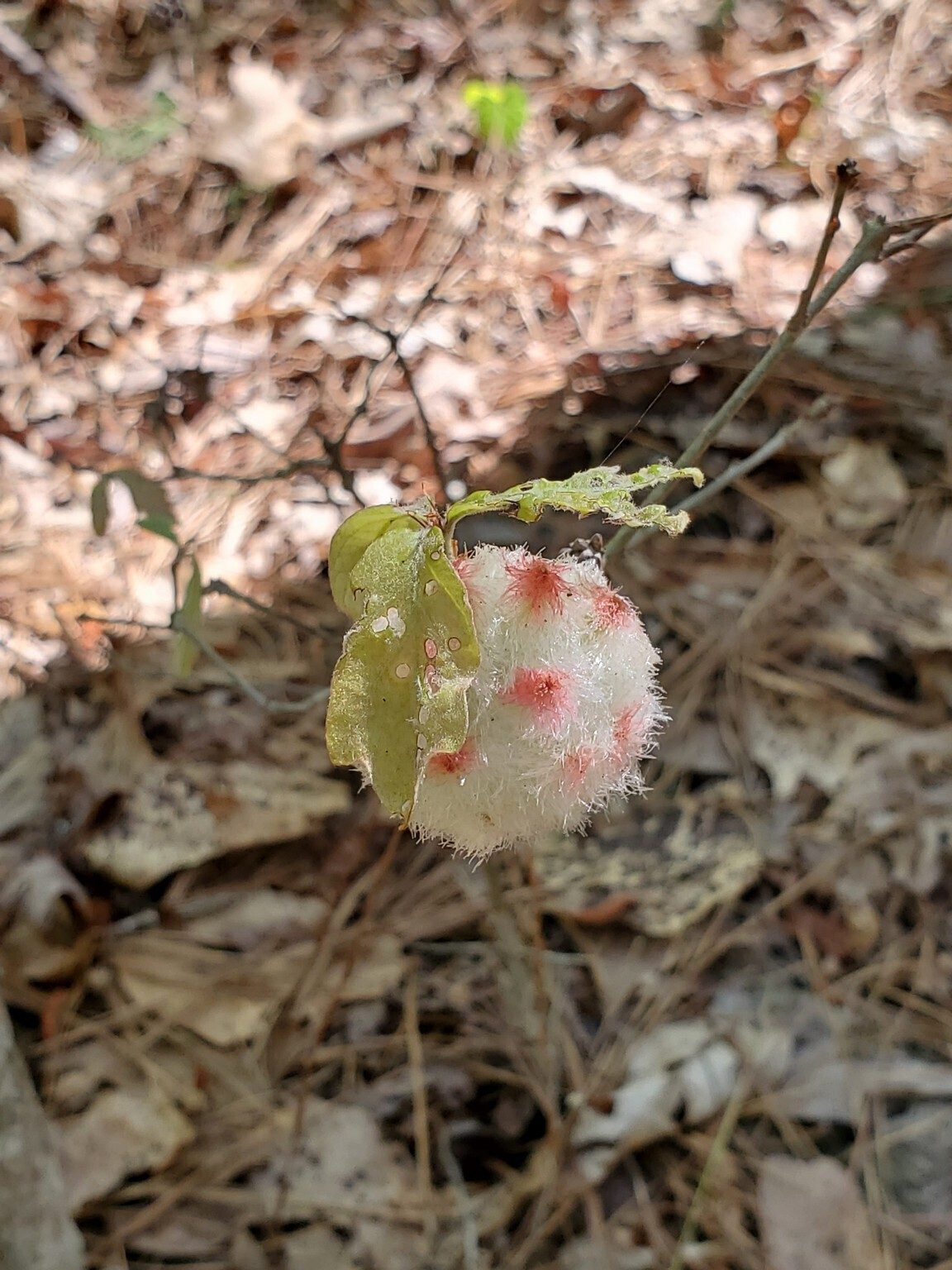 One of two examples of galls found on the hike.