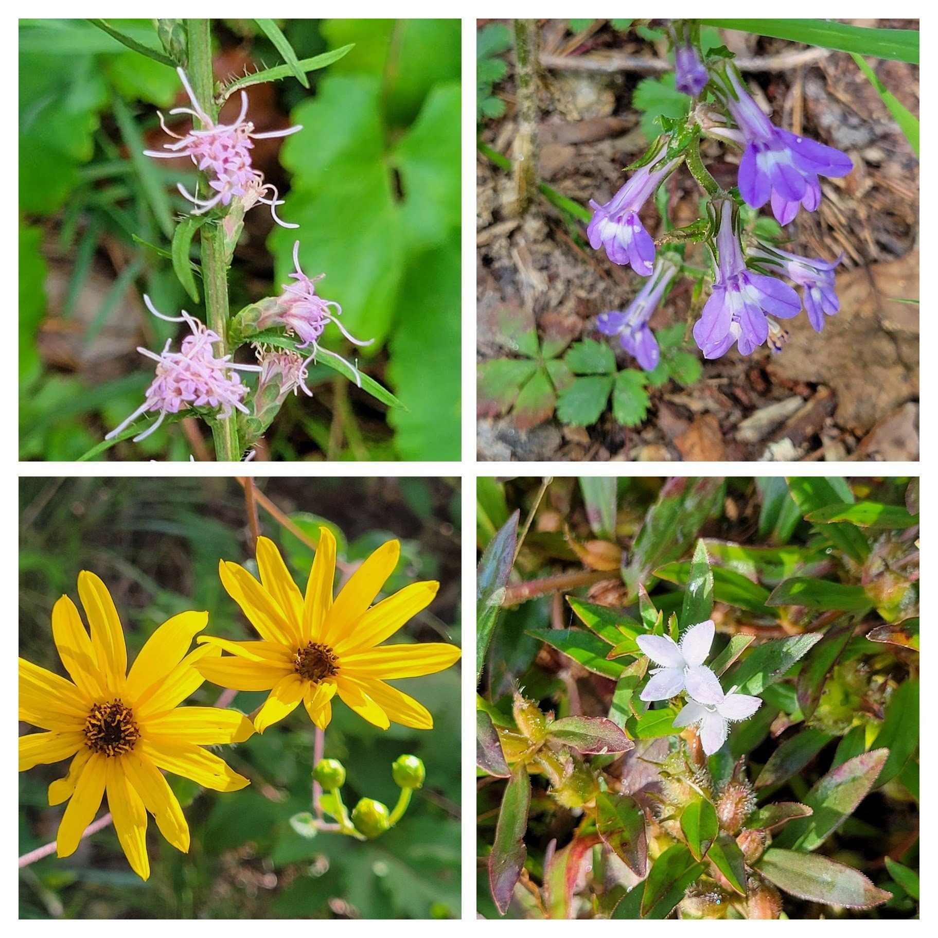 More wildflowers.