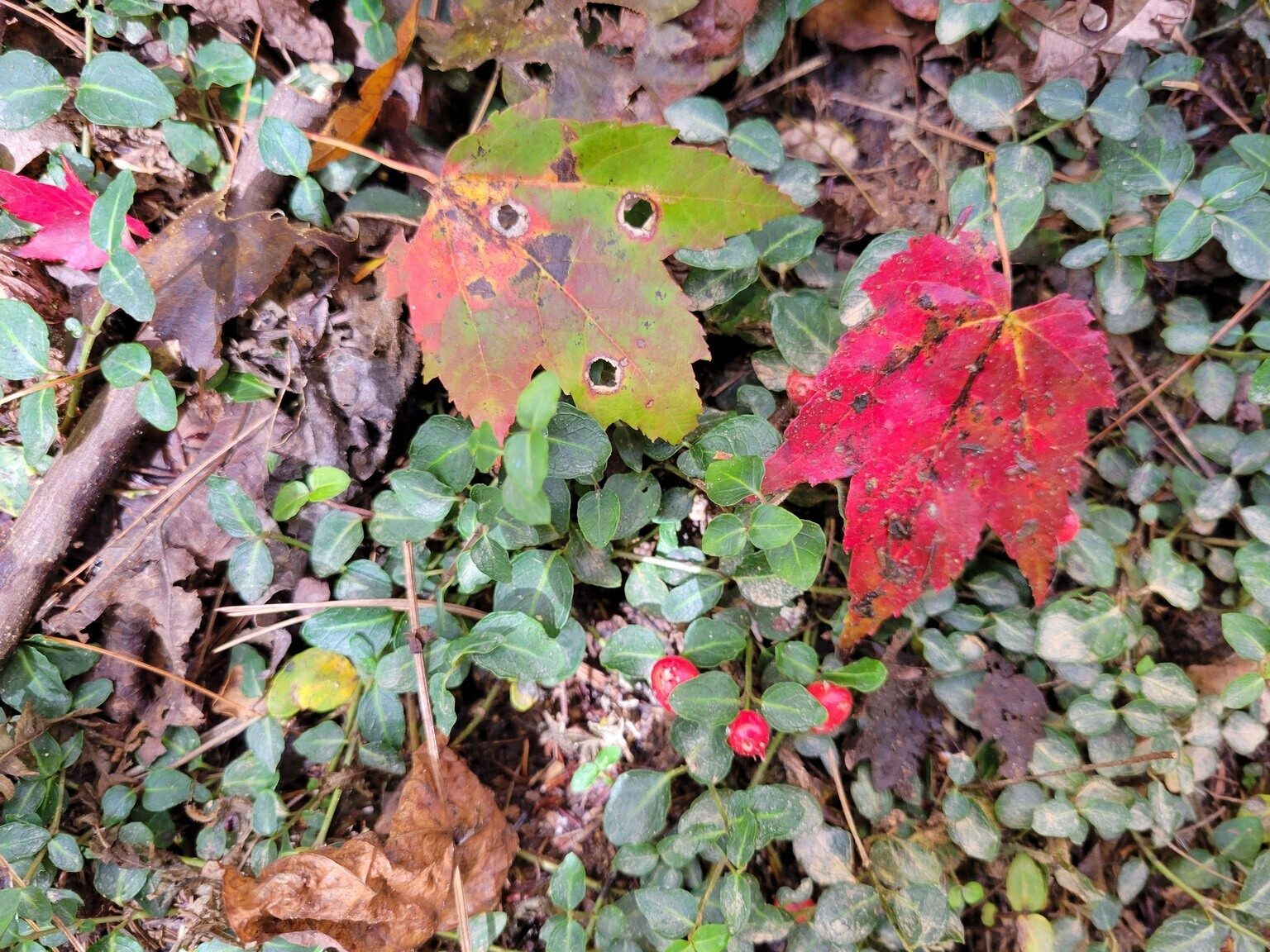 Red Maple leaves and Partridge Berries make for an nice miniature fall setting.