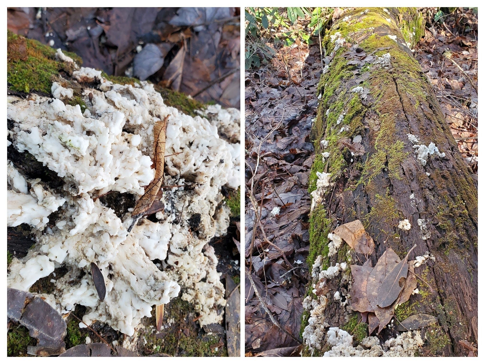 Interesting white fungus.