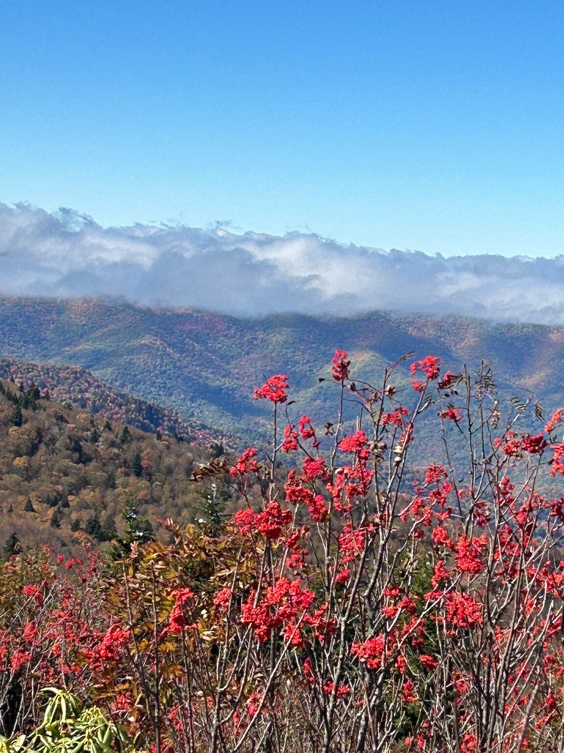 A view on Sam Knob by Lynn Steele of the prolific Mountain Ash with berries seen throughout the hike