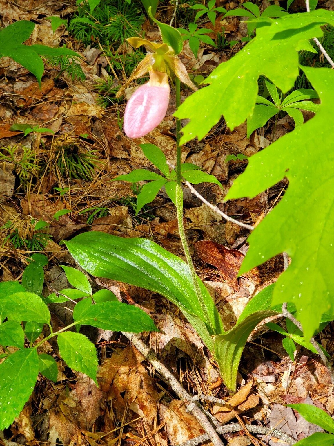 One of a cluster of several Pink Lady Slippers seen early in the hike.