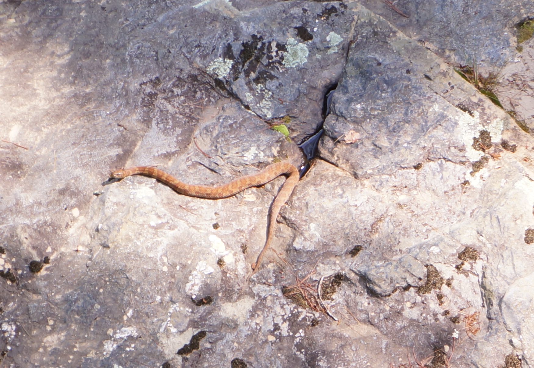 Rich caught this water snake sunning itself on a rock in the creek.