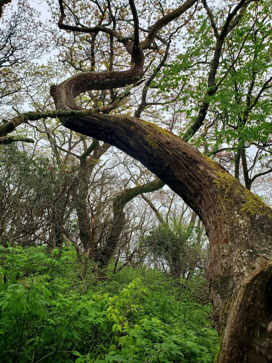 Gotta love nature's artwork with these trees!