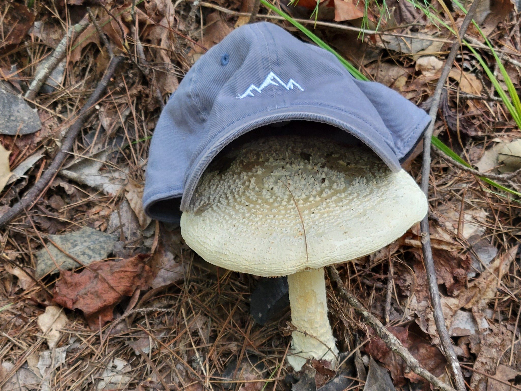 Fungus of the day, a Grey-Capped Mushroom!