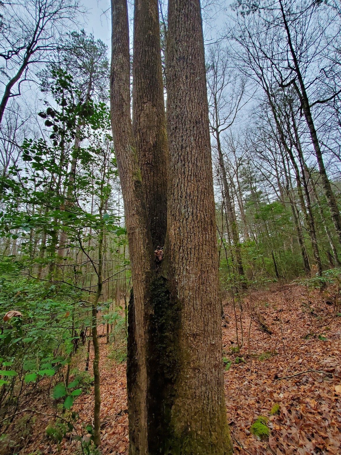 A curious merged, three-trunked hardwood.