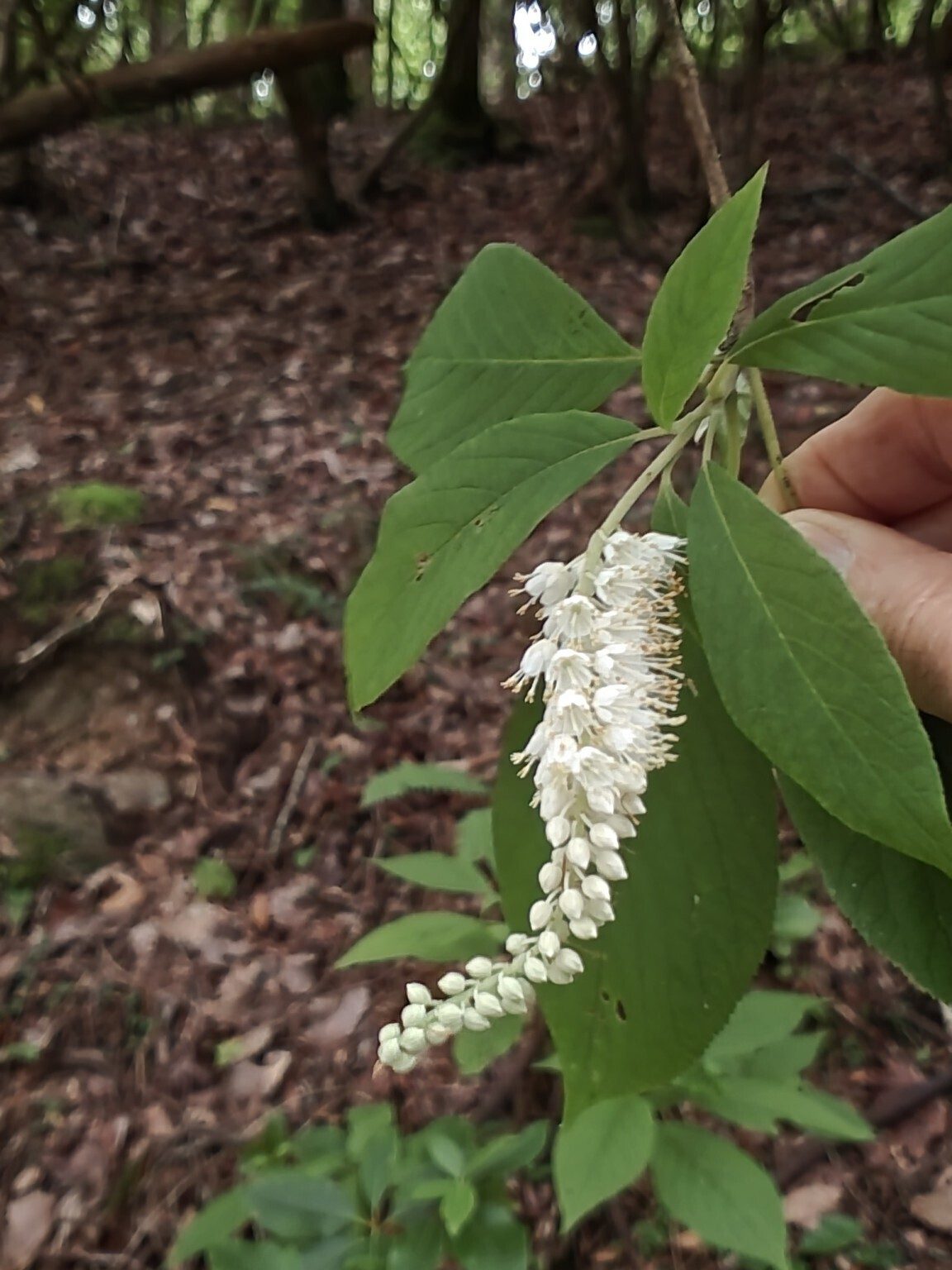 Mountain sweet pepperbush (aka Summersweet) (Clethra acuminata )