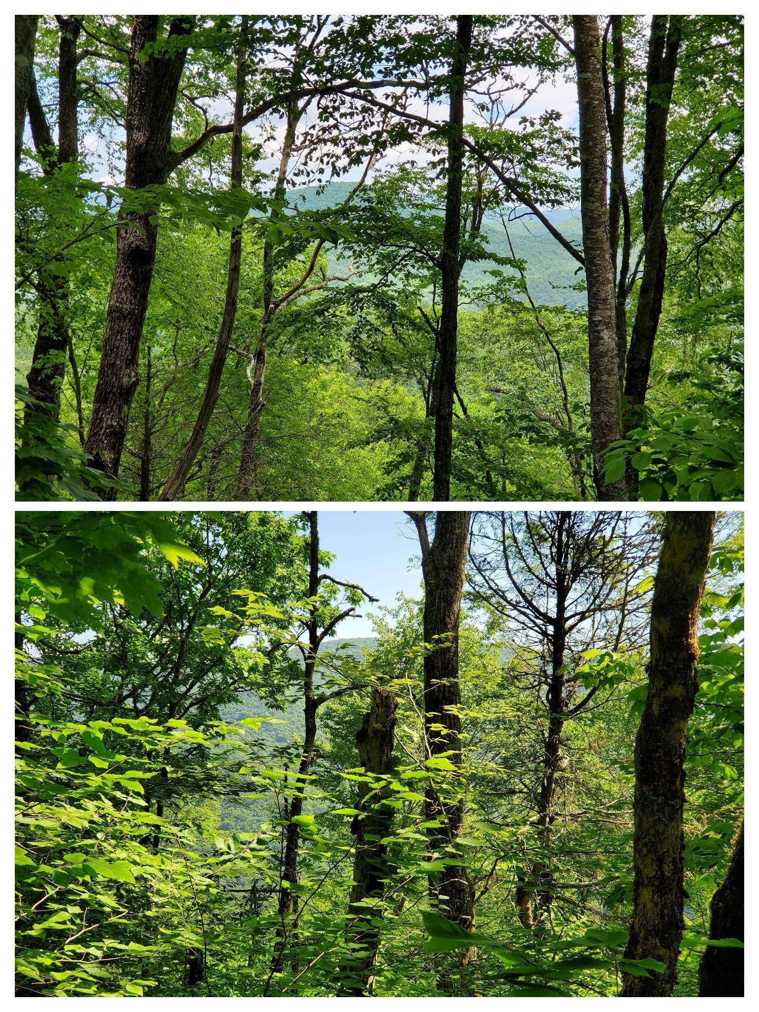A couple of "almost views" from the trail.