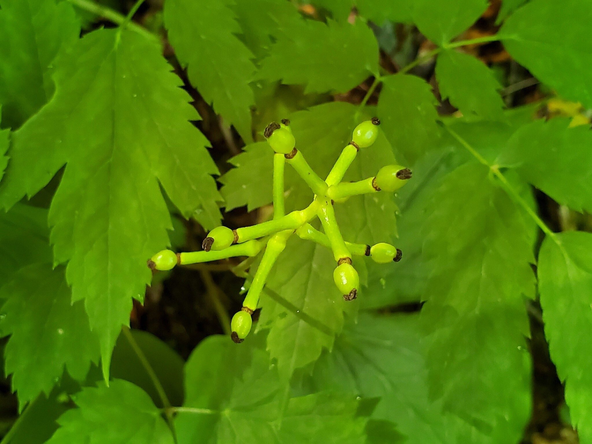 White Baneberry beginning to form up those "Doll Eyes."