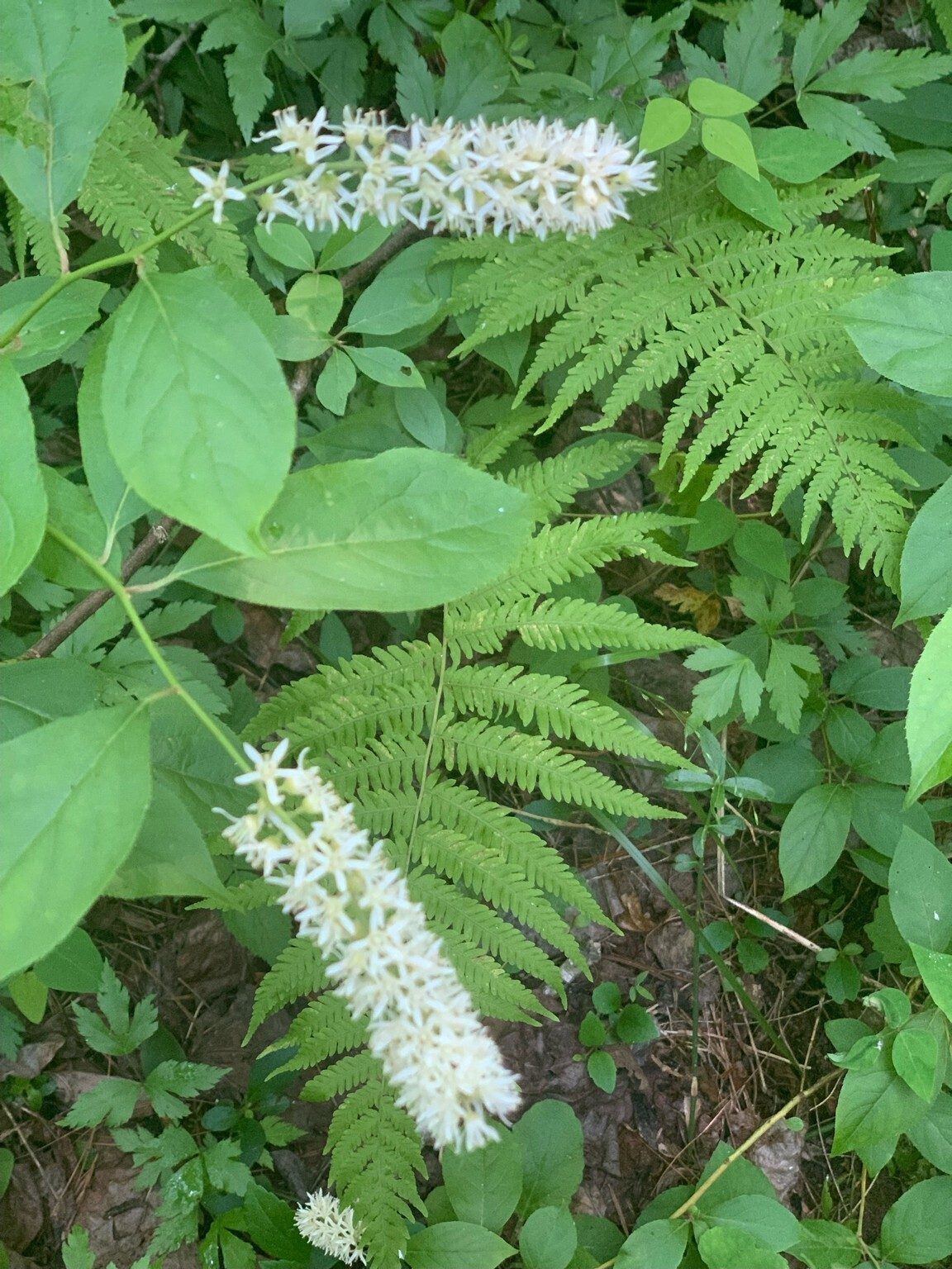 Virginia Sweetspire
