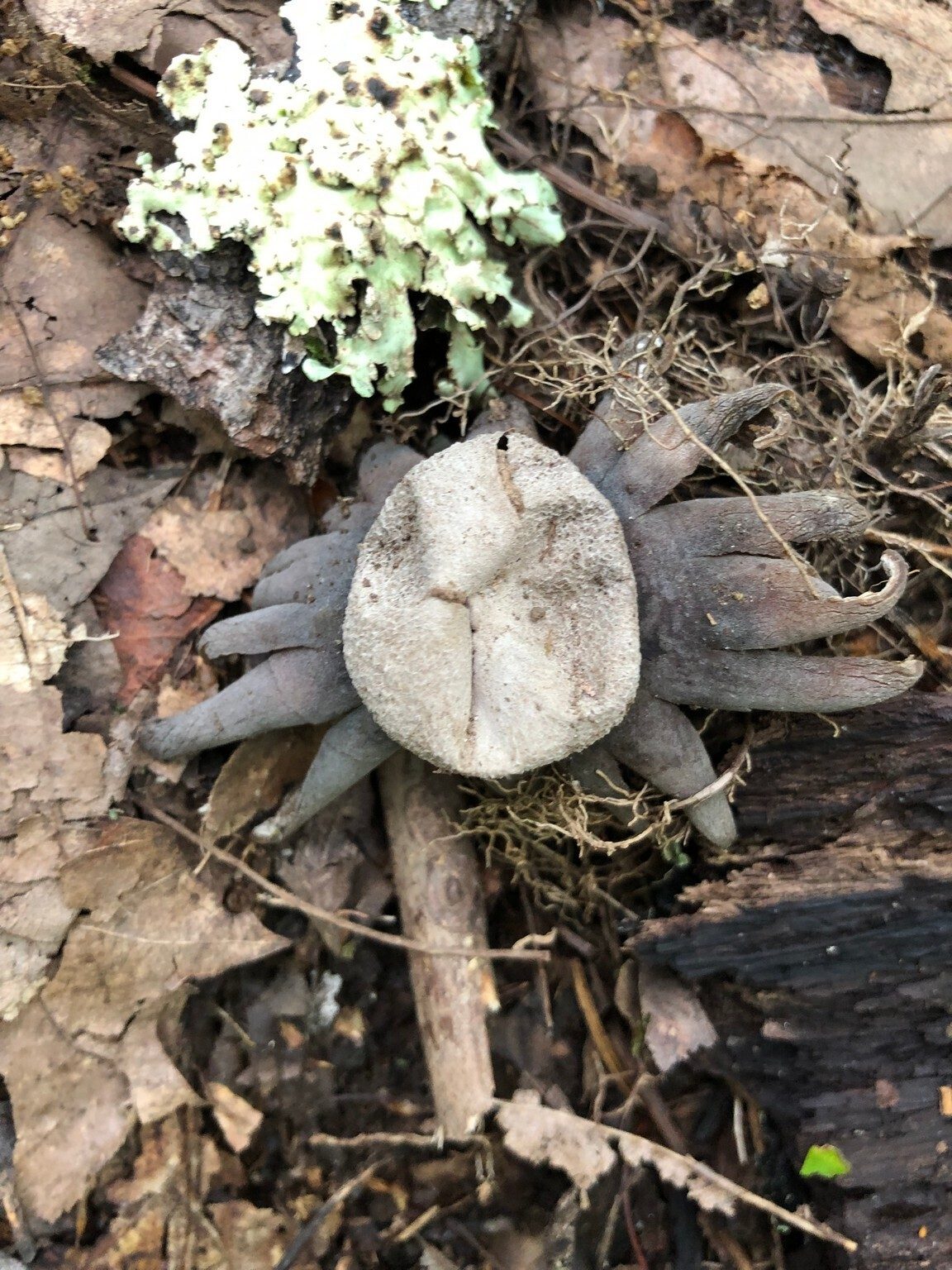 One of those strange "land octopi." Nope, but it is a type of fungus.