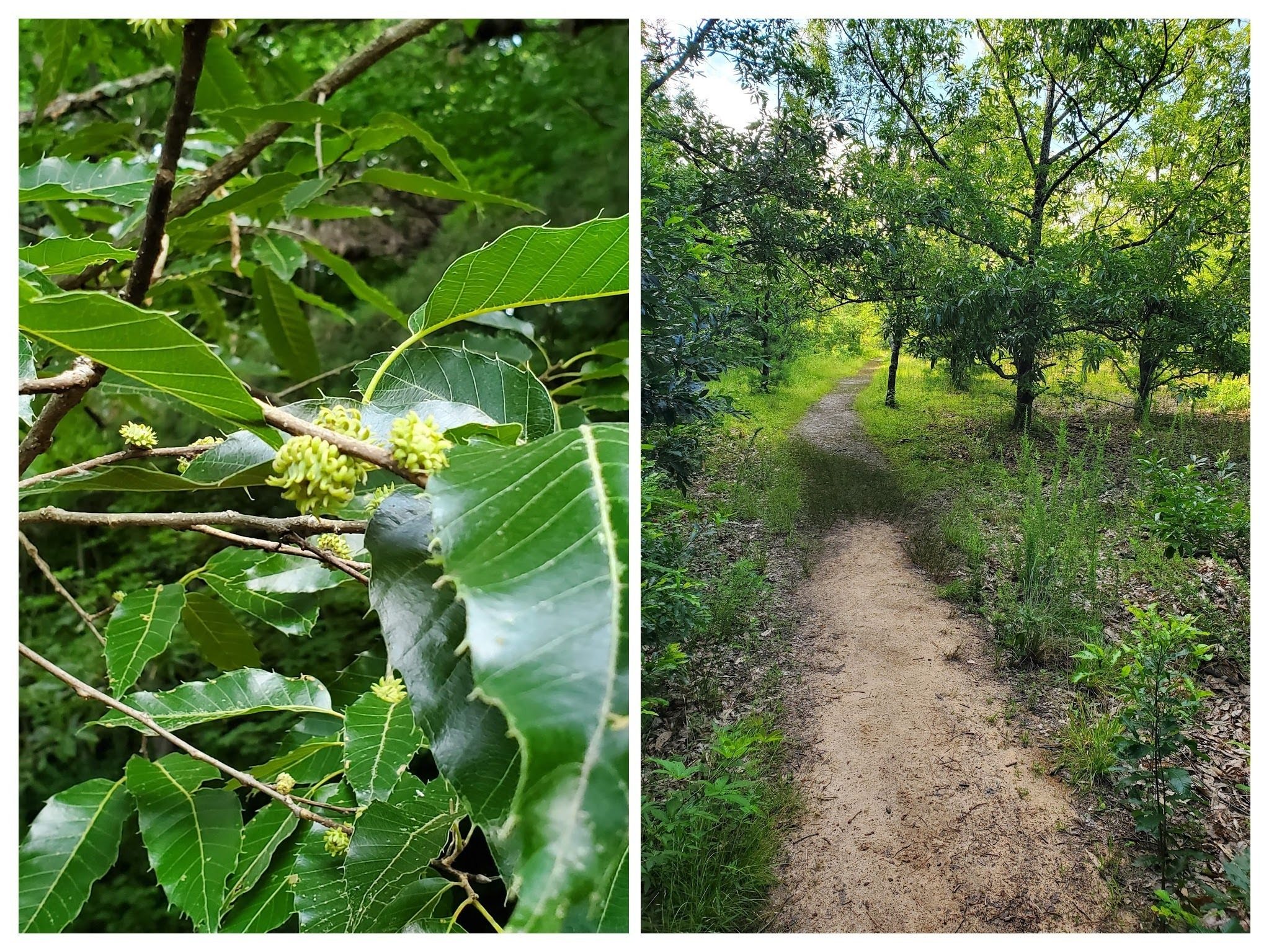 Shortly after leaving the trailhead we pass through an area planted with Sawtooth Oaks.