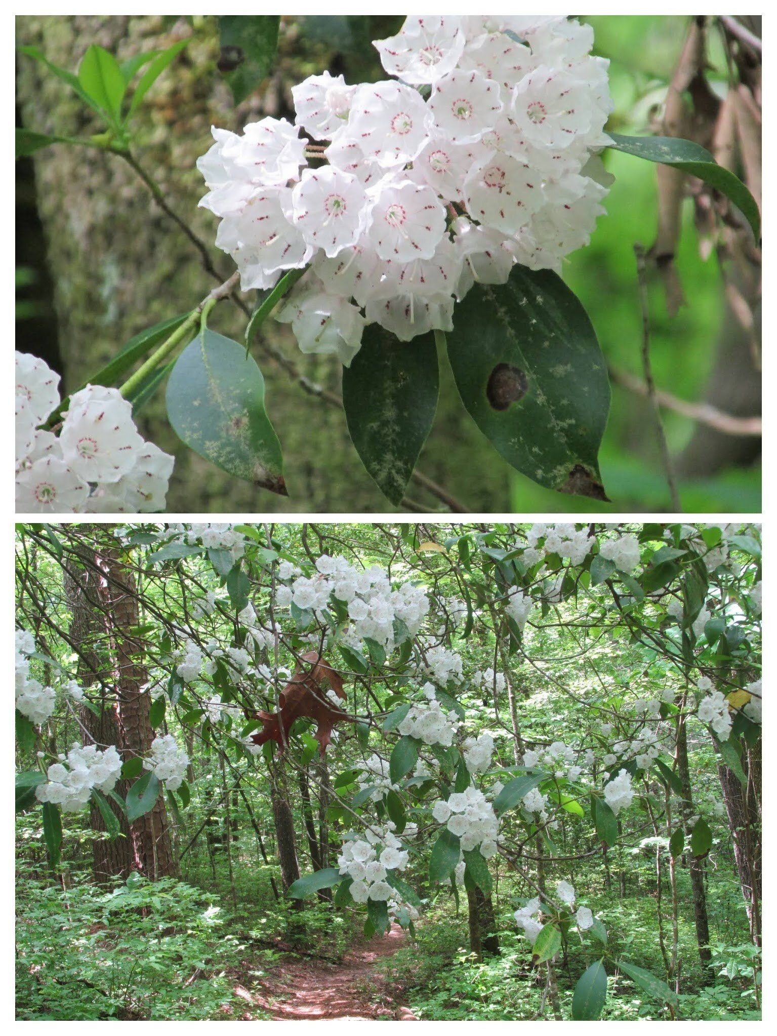 Lots of Mountain Laurel along this trail.