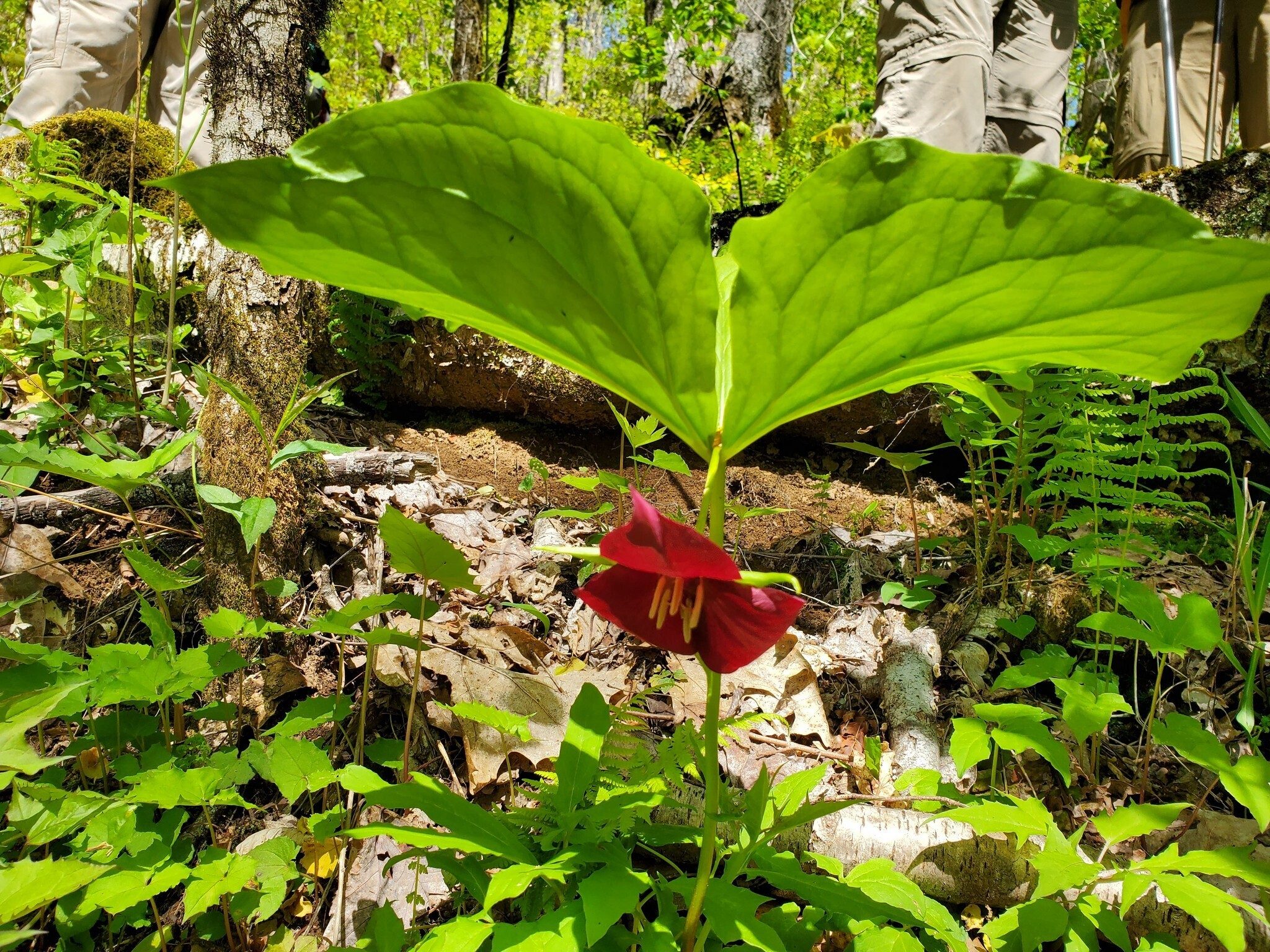??? Trillium