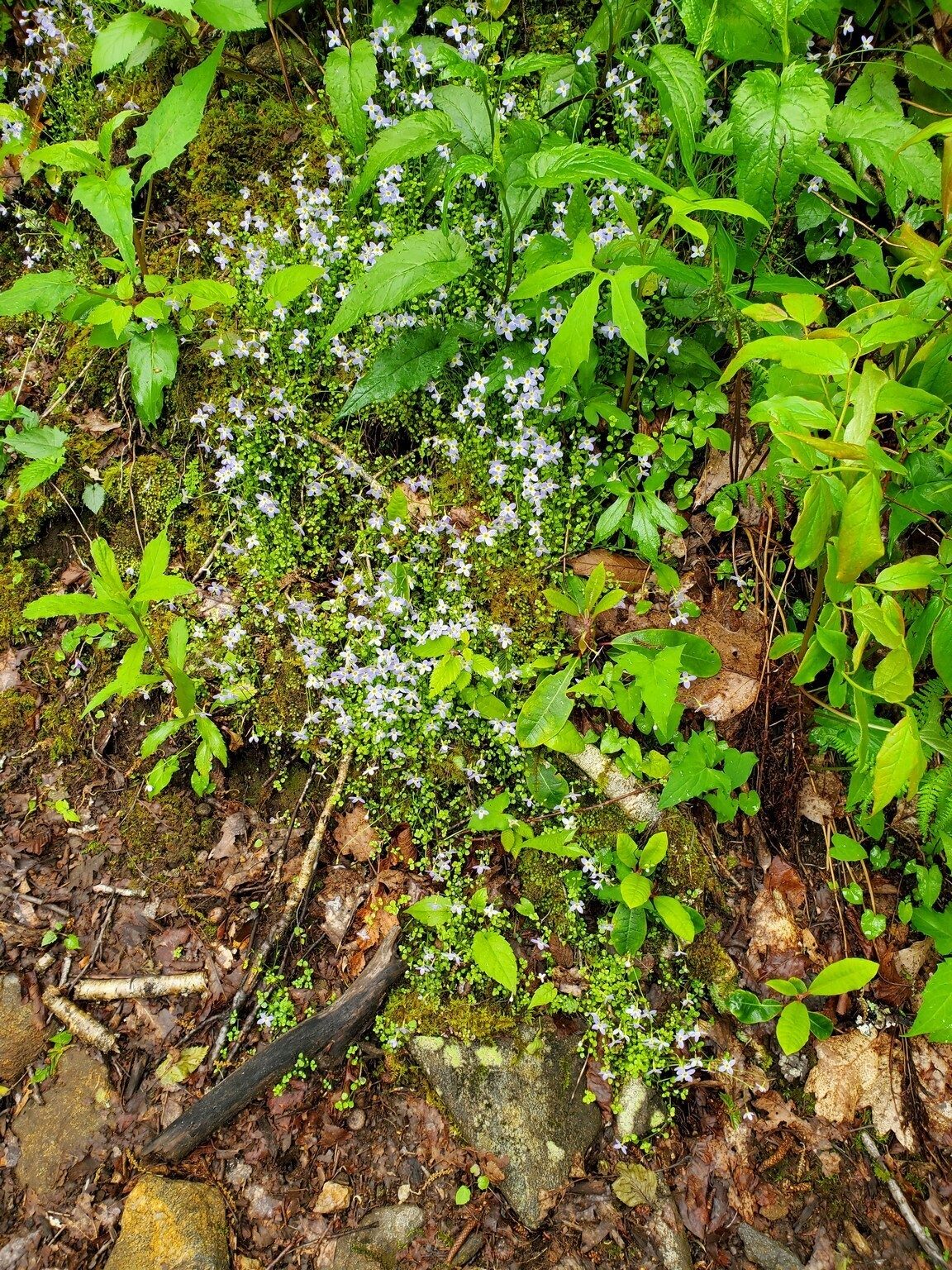 The trail was extensively lined by these Bluets.  Quite pretty.