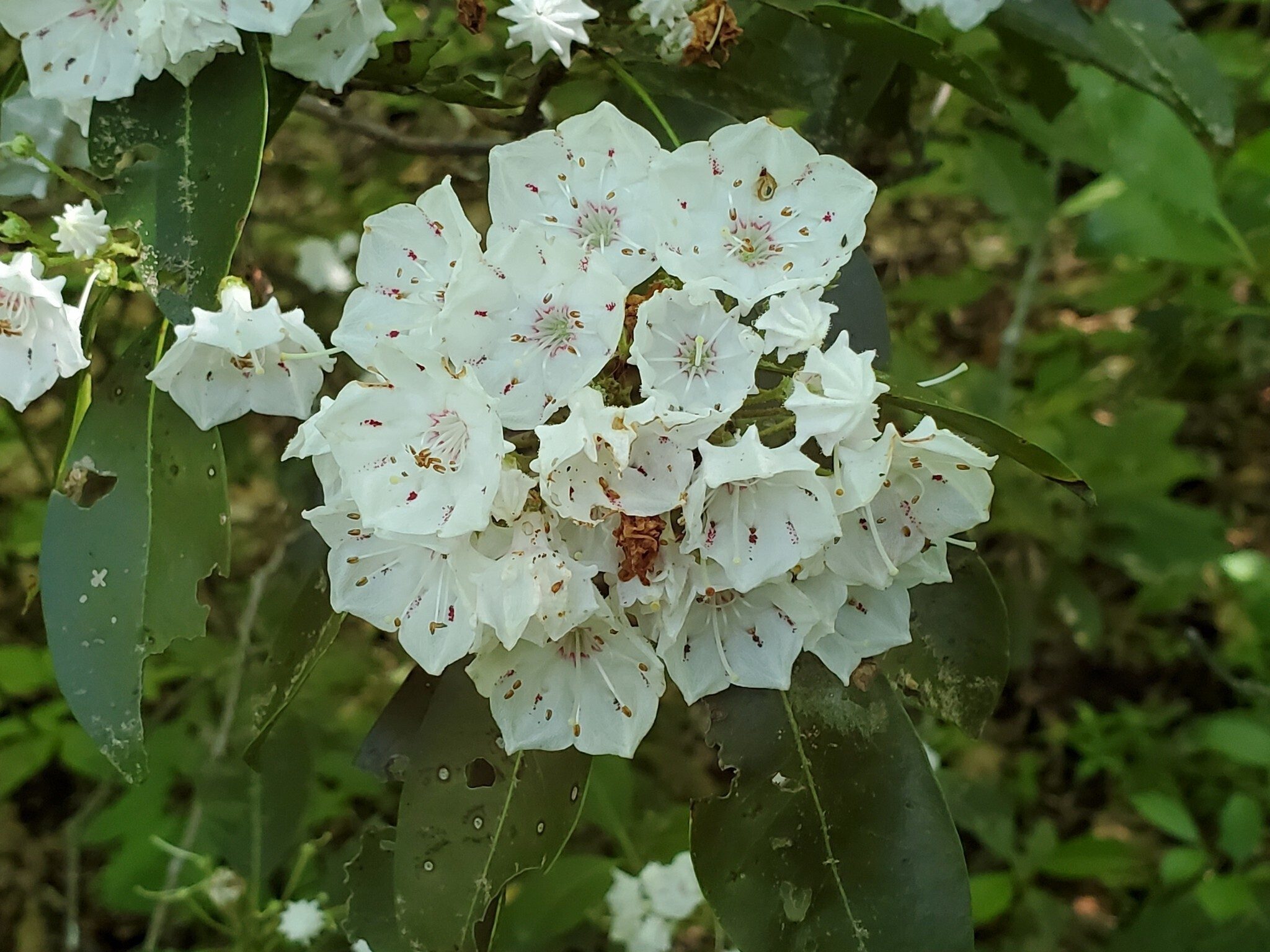 Yep, still plenty of Mountain Laurel in bloom in the upper elevations.
