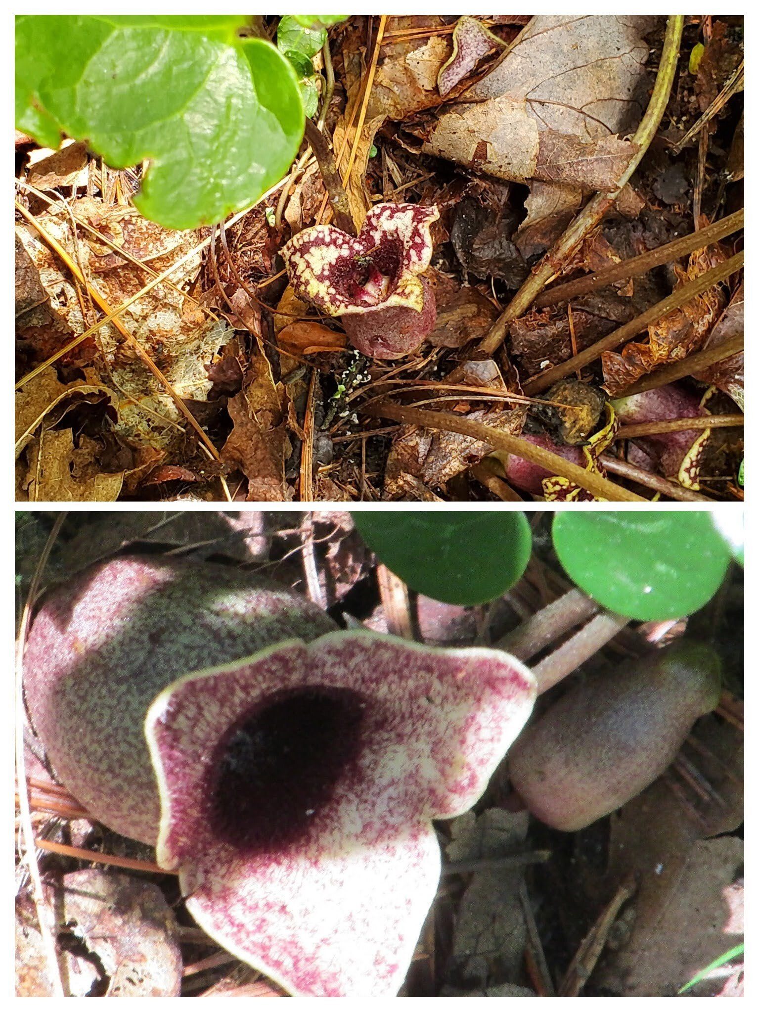 Ray was on the hunt again for the "Little Brown Jugs" of Wild Ginger.