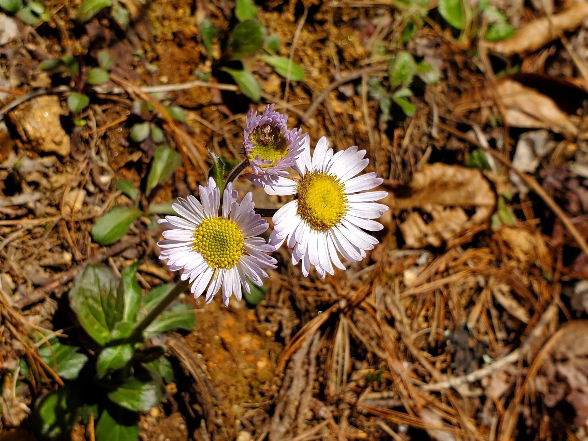 Daisy Fleabane anyone?