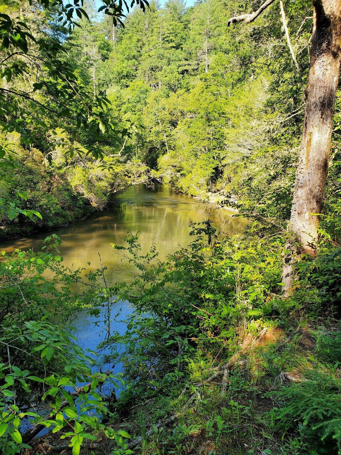 The first section of the trail follows along Warwoman Creek.
