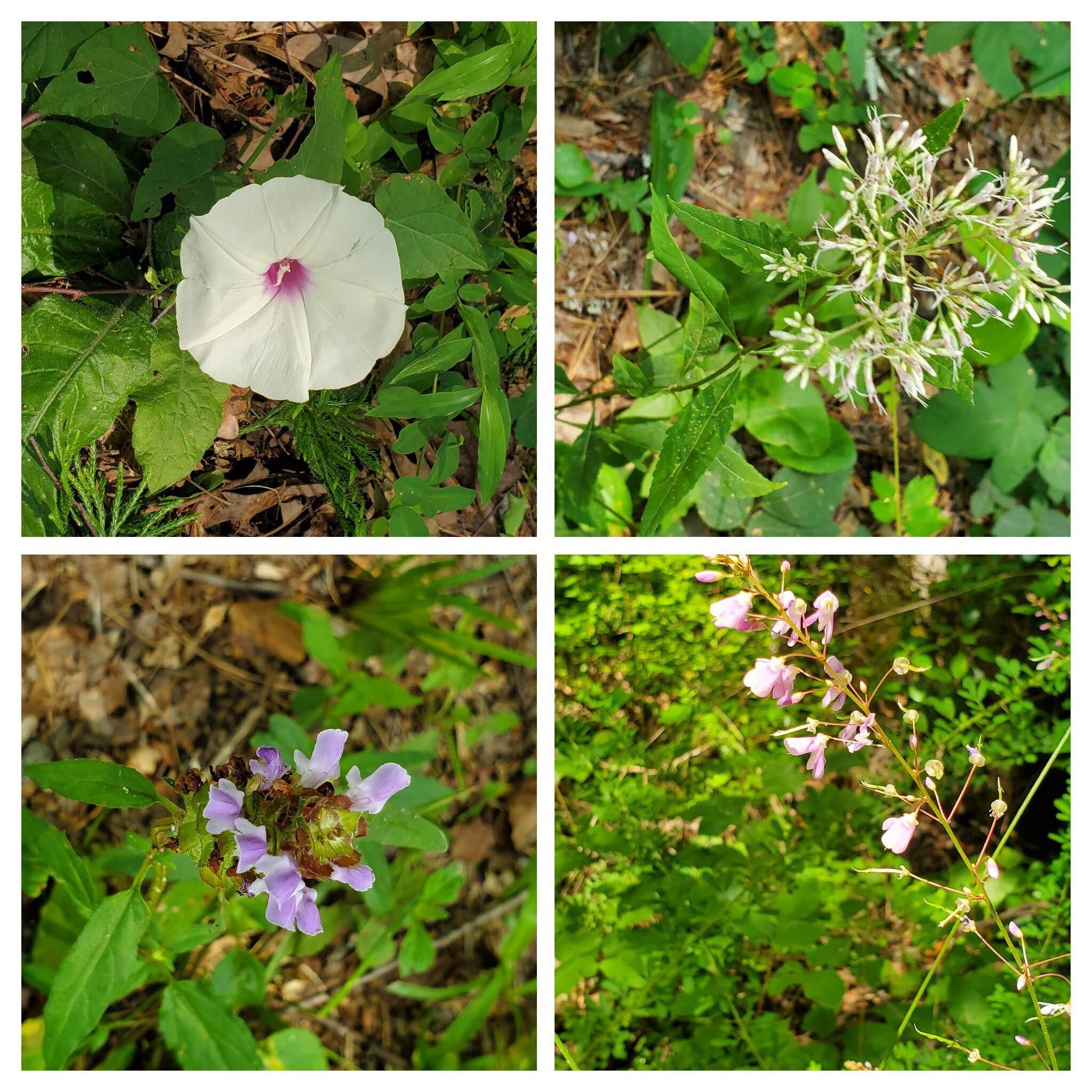 Not a lot of wildflowers today. UL-Wild Potato Vine; UR-Joe-Pyeweed; LR-Beggar Lice; LL- Heal-all.