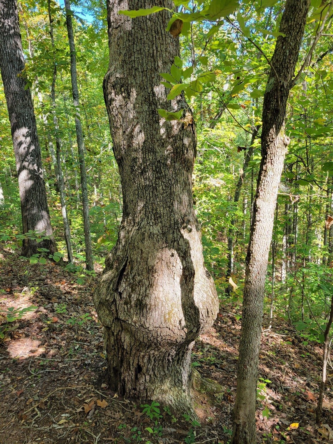 Almost makes you think this tree is pregnant.