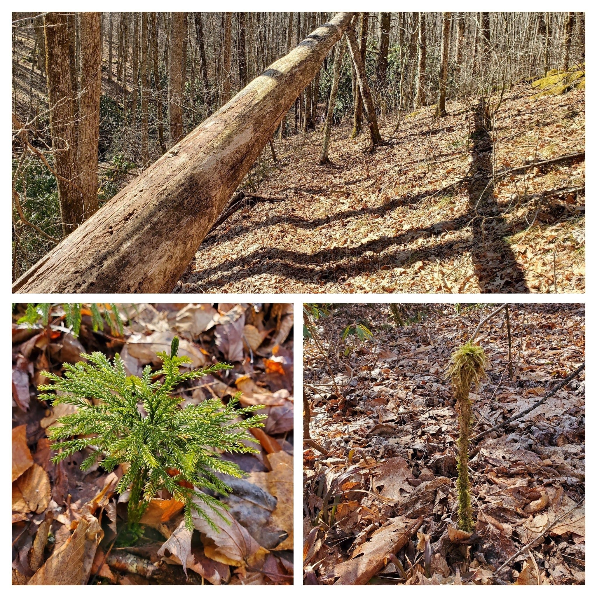 Just some things that caught our eye along the trail.  Lower right: Very small seedling with moss growing up its length ???