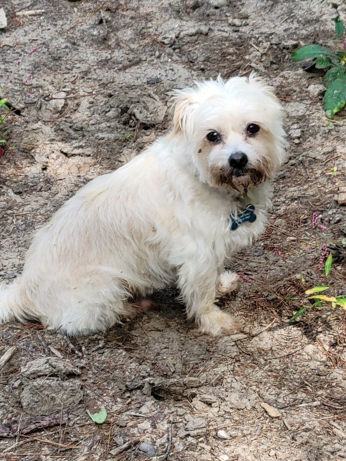 Cutie Pie says, "I'm tired, and if I look pitiful enough, perhaps someone will pick me up and carry me back."