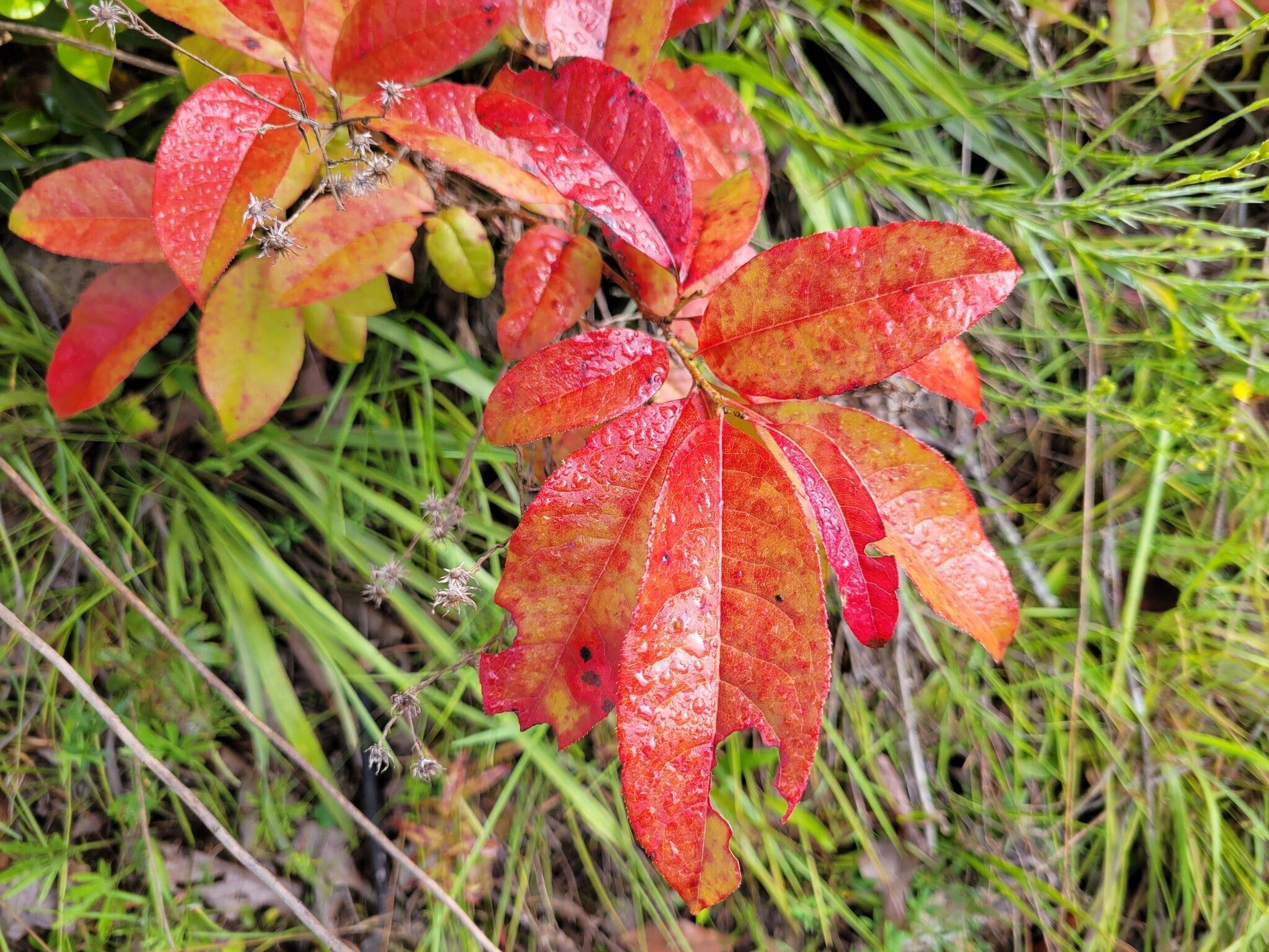 Even some hint of fall in some  trees such as Sourwoods.