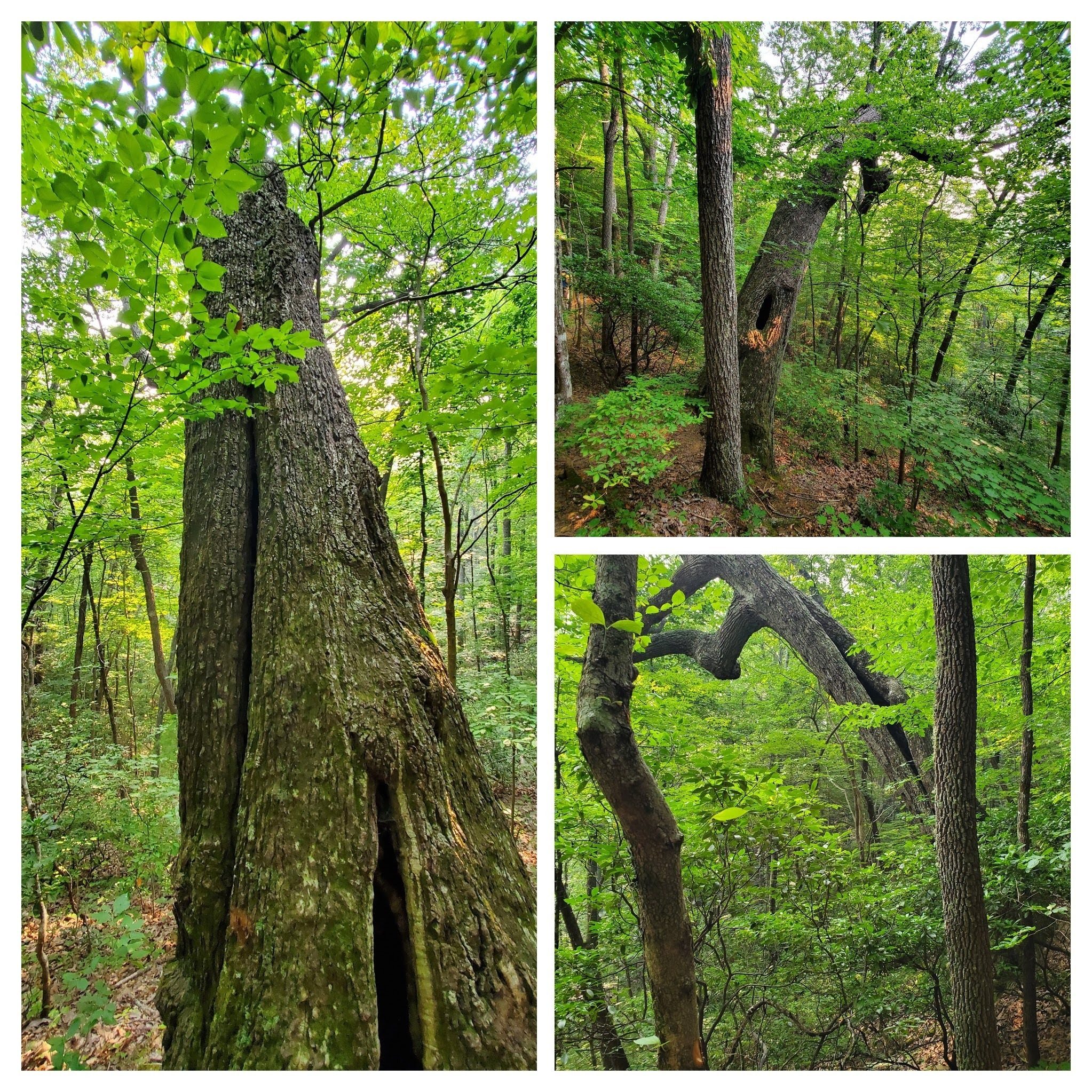 This very large tree was fascinating and determined to sustain itself despite a terrible lean.