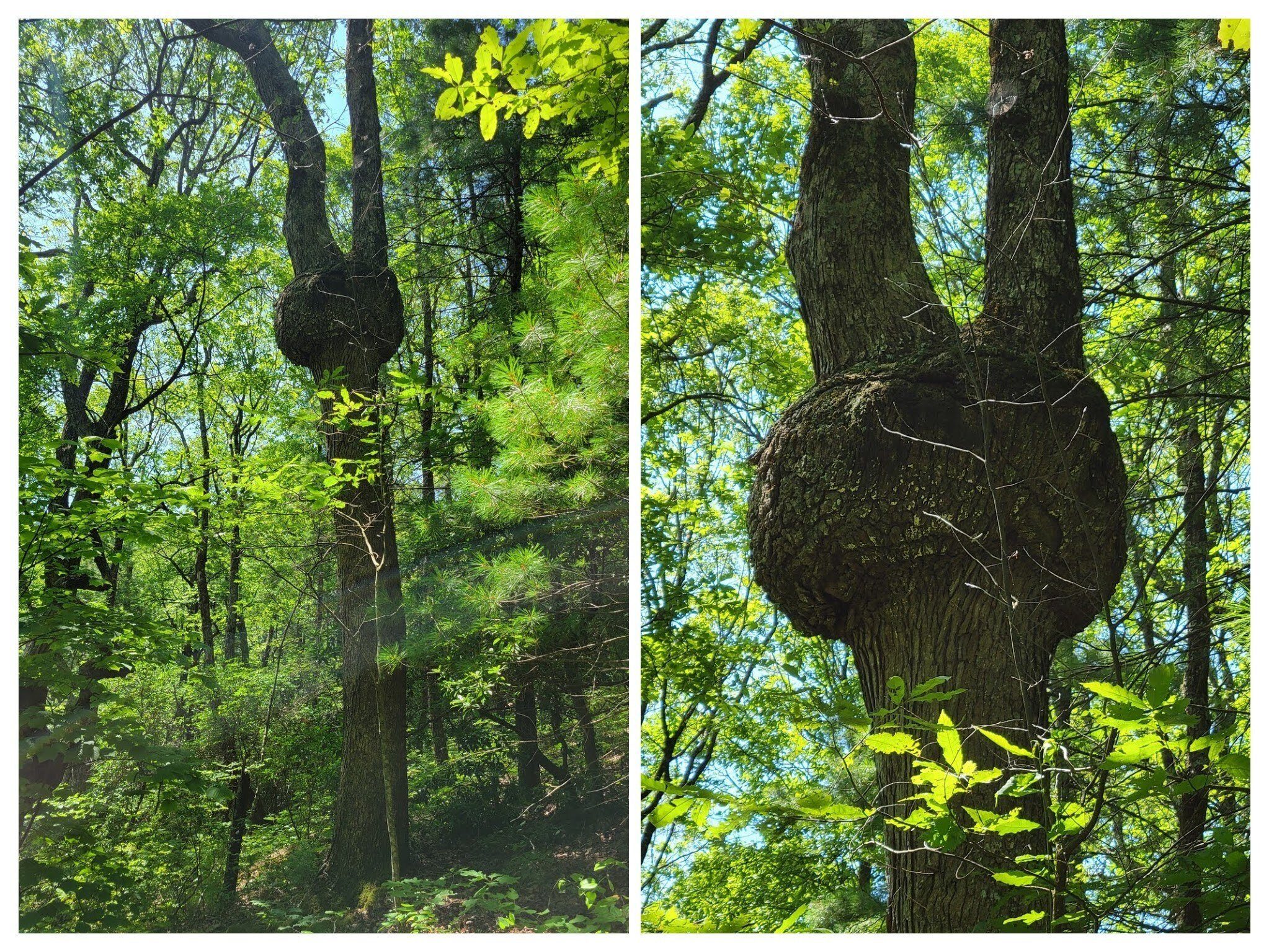 How about the gall on this tree near our turn-around point?