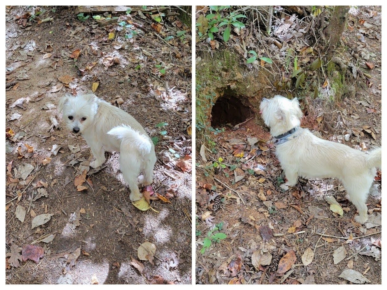 Cutie Pie . . ."If no one is looking, I'll check out this hole."
