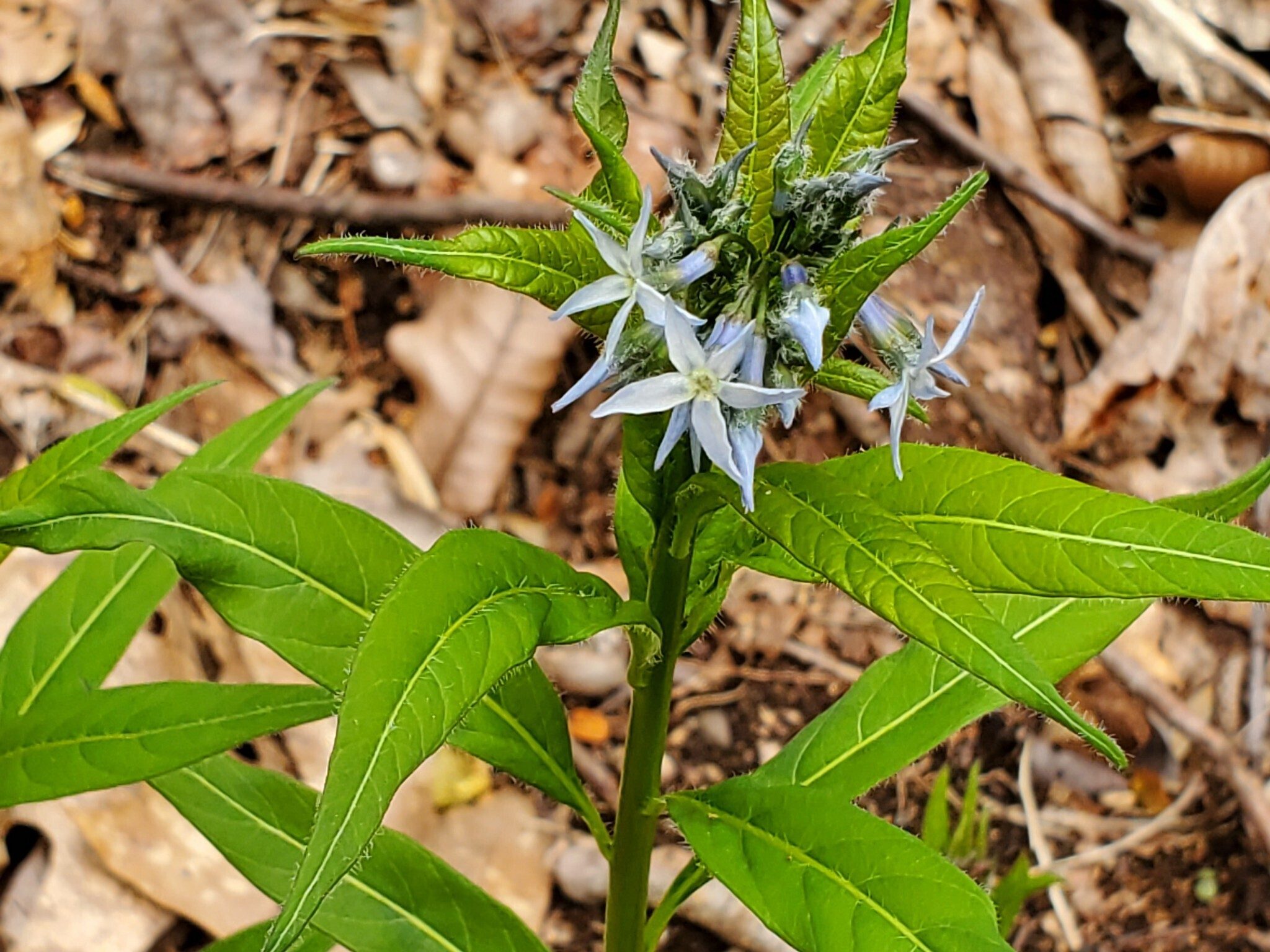 A single example of Eastern Bluestar was a great find.