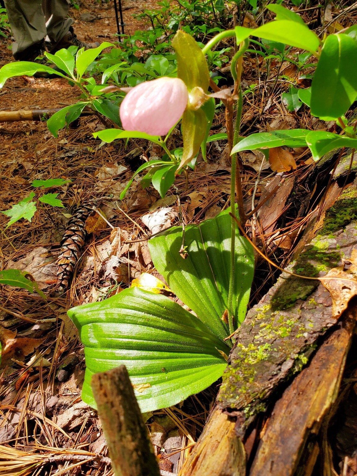 Another lucky find: Pink Lady Slipper although we later found a cluster of spent blooms and immature plants at the start of the trail.