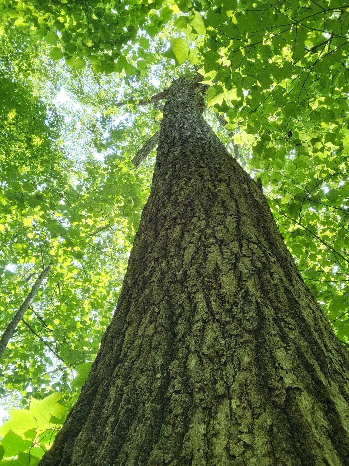 It's a "tree kind of day" with this large, older oak towering above the trail.