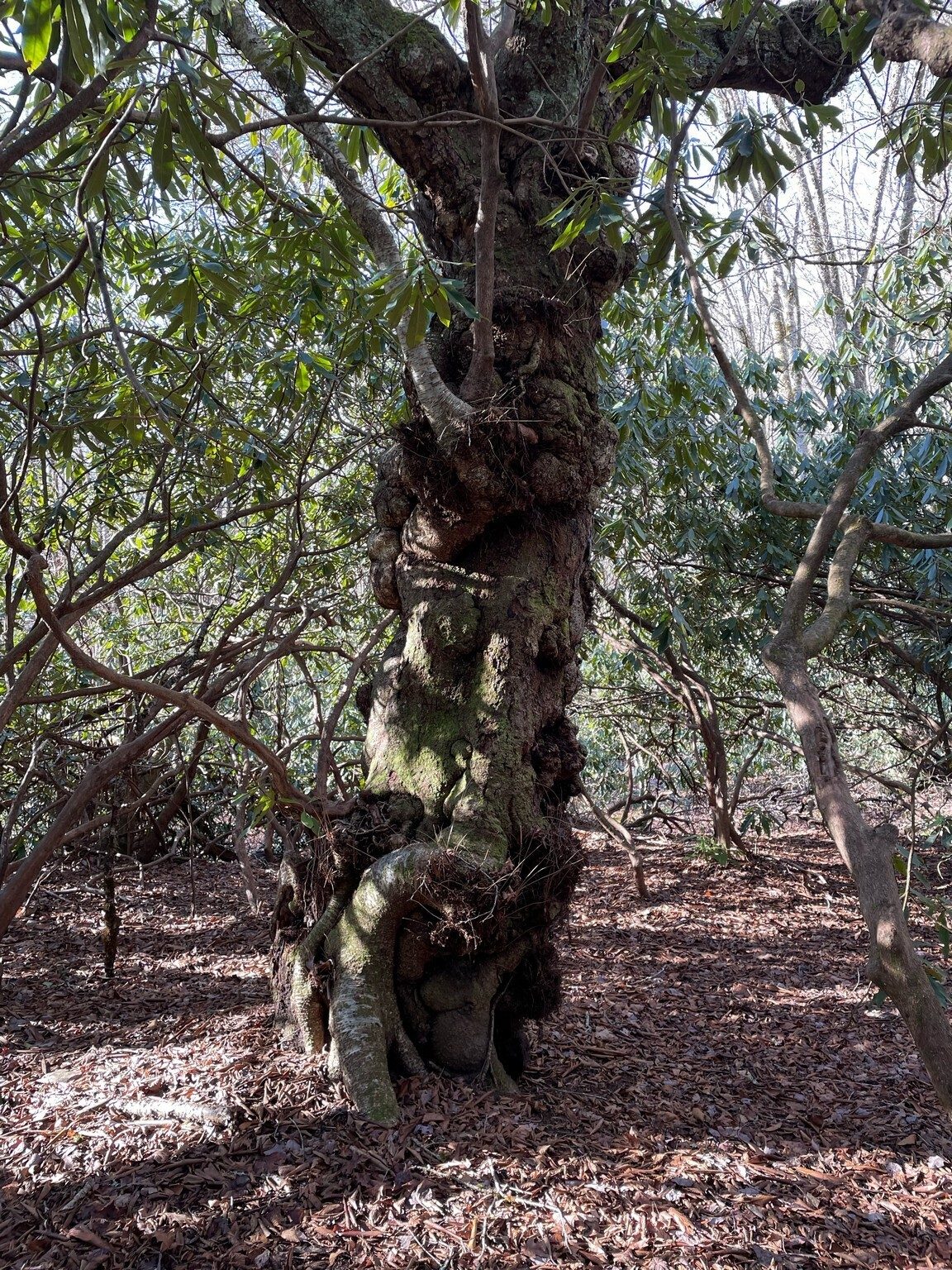 Now that's gnarly!