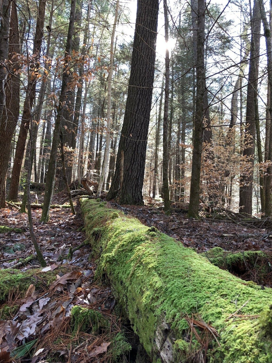 Just a beautiful forest!  by Heather Wall.